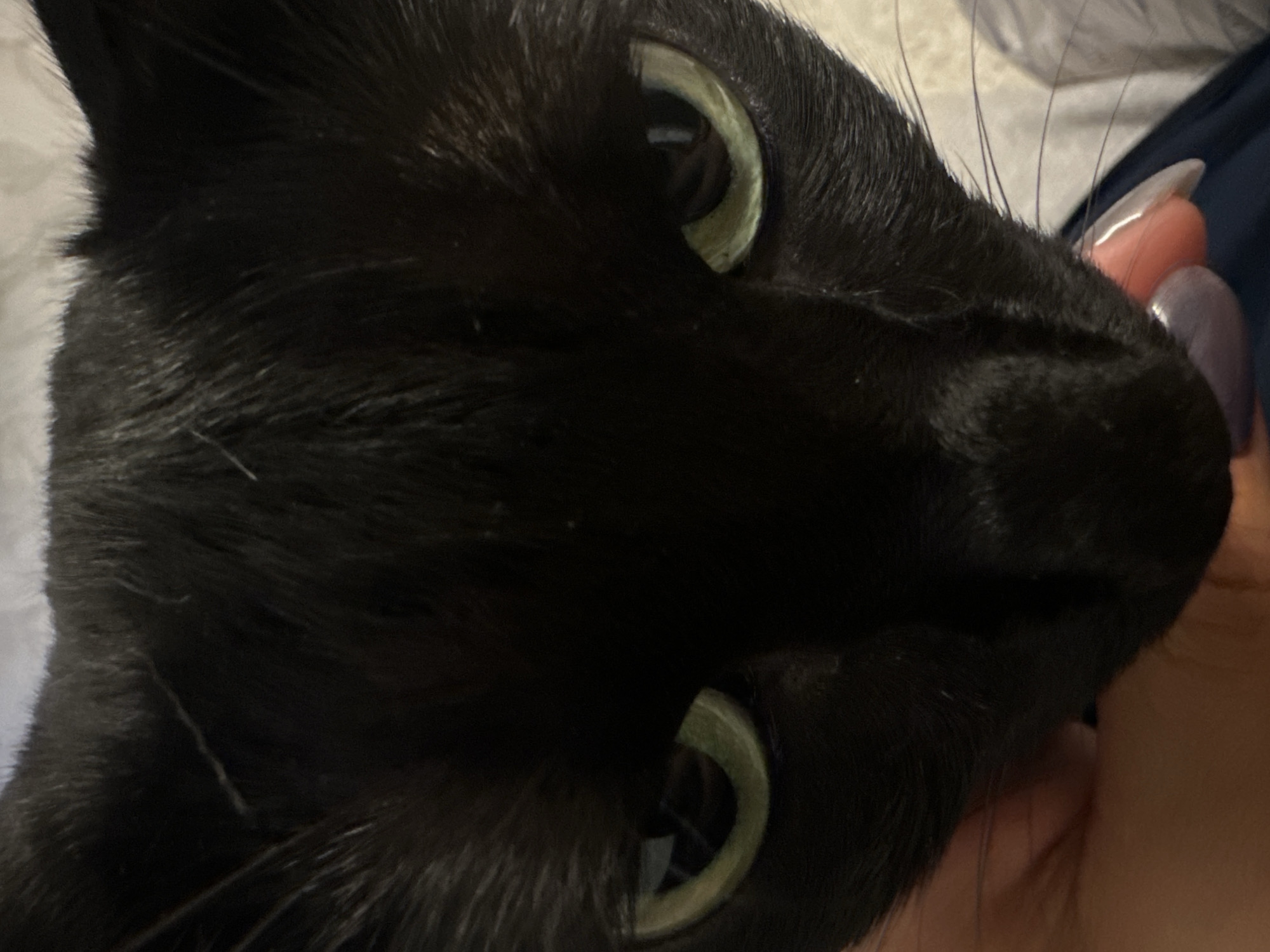 A close-up image depicts a black cat with green eyes. A hand with manicured nails is visible near the cat's face. The location is Unknown, Unknown. The environment appears to be indoors. The cat and the hand suggest interaction.