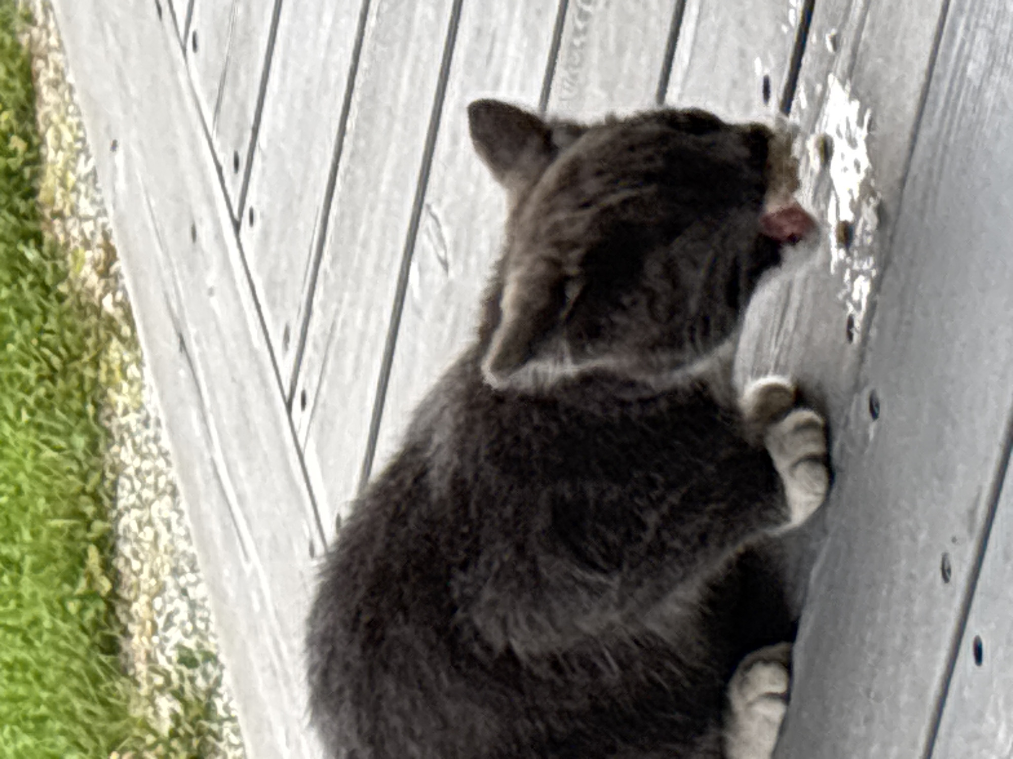 A medium shot shows a grey tabby cat eating from a spill of white liquid and food on a wooden deck. The cat is facing to the right, with its head lowered to the ground. Its front paws are visible, and they are white. The wooden deck is made of grey planks. In the background, there is green grass and some small rocks. The image is taken in Zvenigorod, Russia.