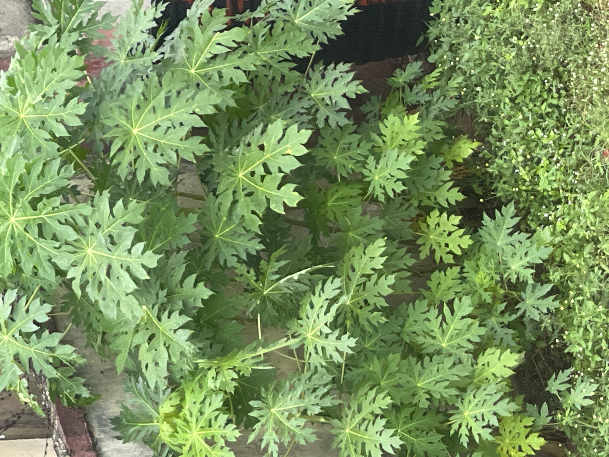 The image depicts a lush, green environment in Abraka, Nigeria. The dominant feature is a collection of papaya trees with large, deeply lobed leaves exhibiting a star-like pattern. To the right, a dense patch of small, unidentified plants with tiny white flowers spreads across the ground. The edge of a concrete or tiled structure is visible on the bottom left, suggesting a garden or cultivated area. The background includes a dark, possibly shaded, area.
