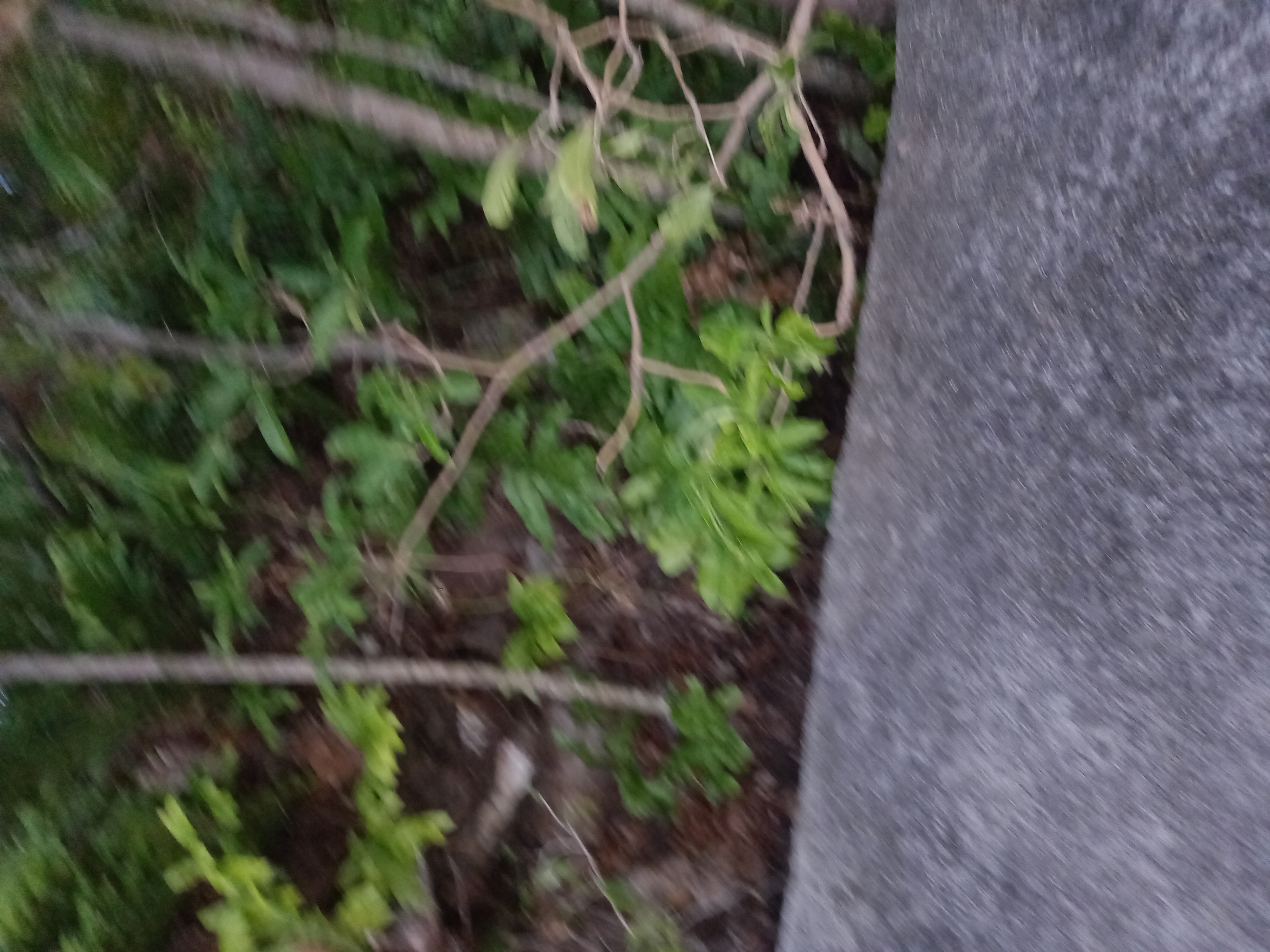 This media file shows a close-up, blurred view of a natural outdoor setting. The primary subjects are branches and green foliage, suggesting a wooded or garden area. A rough, textured surface, likely a stone or concrete wall, occupies the right side of the frame, running vertically. The lighting is dim, indicating it might be dusk or dawn, or a heavily shaded area. The overall impression is one of natural growth, possibly with man-made elements due to the presence of the wall. There are no people or discernible text visible. The scene appears still and uneventful. Given the location context of Baan Tai, Thailand, this could be a typical garden or natural area found in that region.