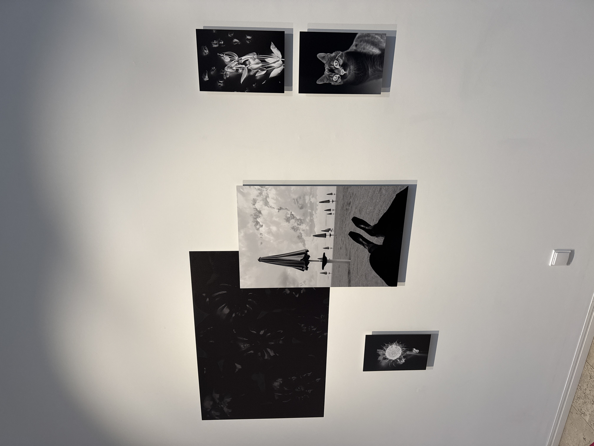 The image shows a white wall with several black and white photographs hanging on it. The photographs are arranged in an asymmetrical pattern. Starting from the top left, there is a photo of a plant reflecting in water, followed by a photo of a cat. Below these, there is a photo of beach umbrellas and a pair of shoes. Below this is a large photo of flowers and a small photo of a flower. The setting appears to be a room in an art gallery or home in Sofia, Bulgaria. There are no people visible in the image. A light switch is visible on the top right.