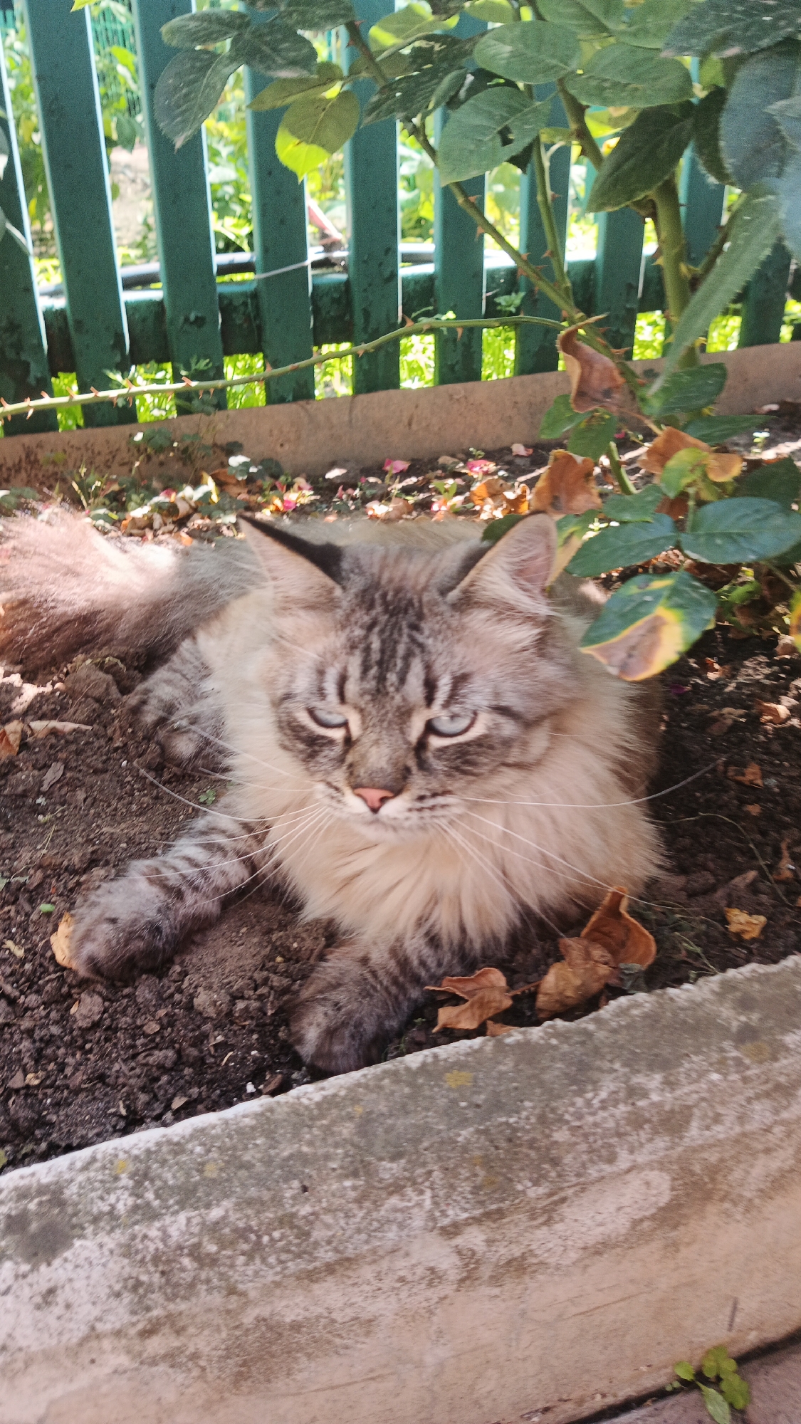 A fluffy, grey and white cat with blue eyes is lying in the dirt near a green wooden fence and a rose bush in Kryvyi Rih, Ukraine. The cat is positioned in the center of the frame, with its head turned towards the viewer and its body stretched out. The background shows a blurred green fence and foliage, with some fallen leaves on the ground. The lighting suggests it is daytime, with sunlight casting shadows.