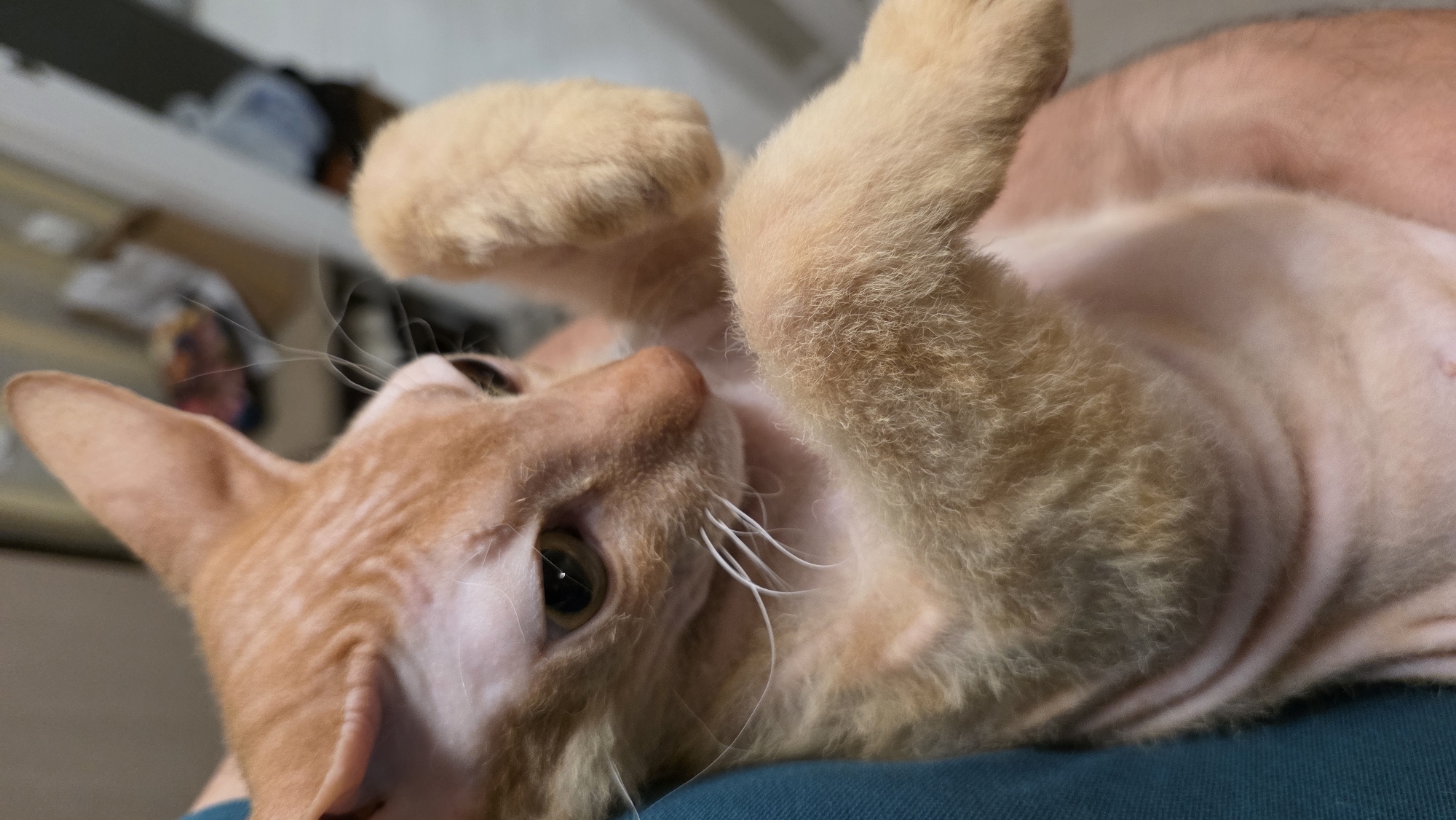 A close-up, eye-level shot shows a short-haired, orange tabby cat being held by an unseen person. The cat's fur is sparse and patchy, revealing pinkish skin underneath. Its large ears are prominent, and its amber eyes are focused to the left of the frame. The cat's front paws are held up, with one paw resting on its chest. The background is blurred, with hints of furniture and what appears to be a closet. The image was taken indoors. No specific location in Brest, Belarus is identifiable from the visual information.