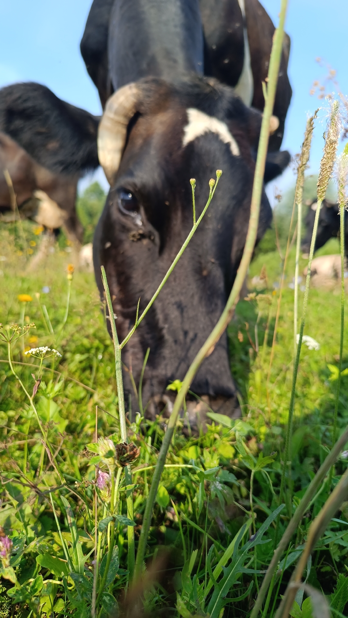 A black and white Holstein cow is grazing in a grassy field under a clear blue sky. The cow's head is bent down, and its mouth is near the ground as it eats. The foreground is filled with green grass and various wildflowers, including small white flowers and some purple clover. In the background, other cows are visible, also grazing. The scene is illuminated by bright sunlight, casting shadows on the ground. The image captures a tranquil moment in a rural setting, likely a pasture or meadow. The location is specified as the city of Karsha, Russia.