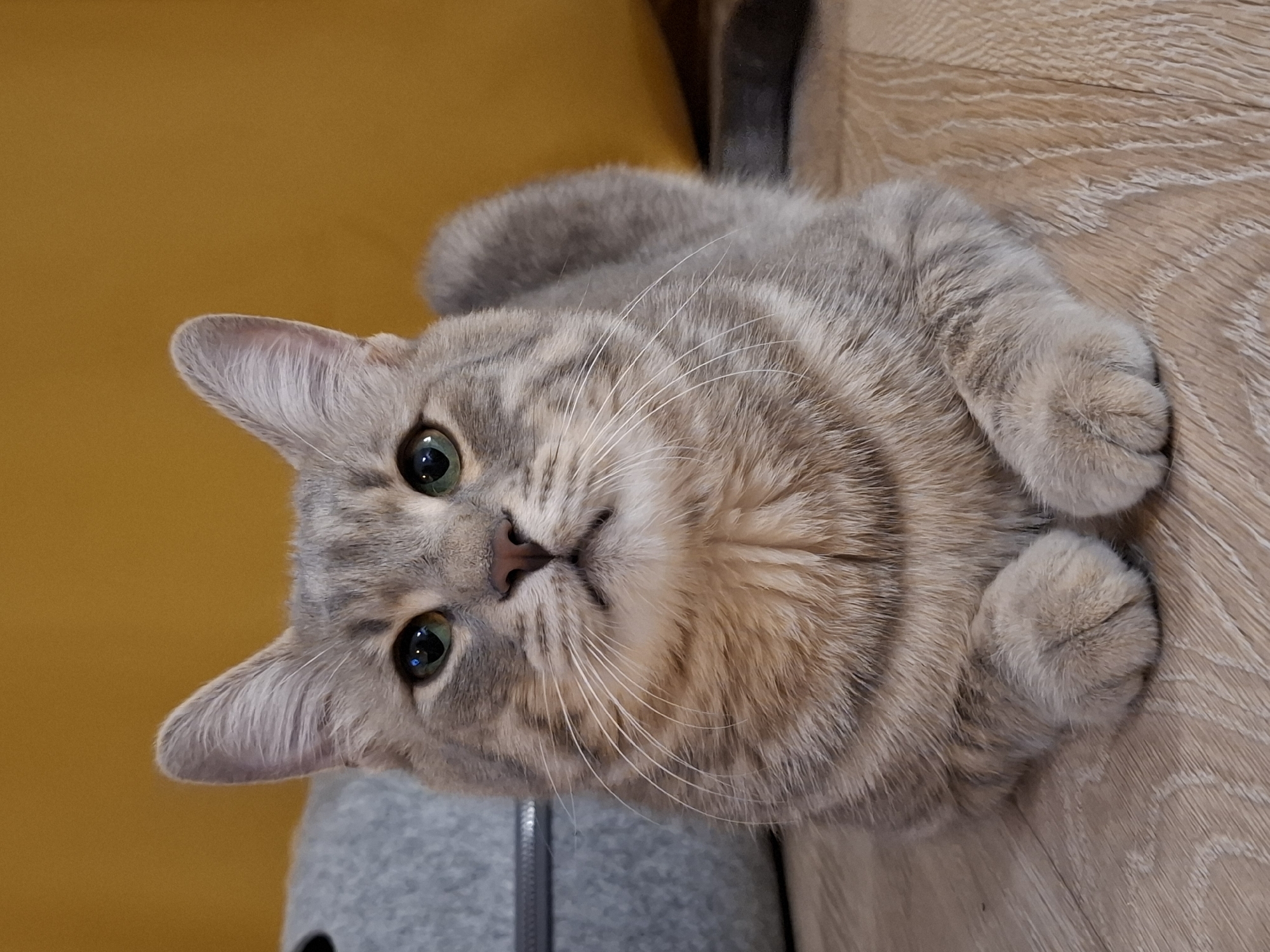 A grey tabby cat with green eyes is lying on a light brown wooden floor. The cat is facing the camera, with its paws tucked underneath its body. Behind the cat, on the left side of the image, is a grey felt bag. On the right side of the image, and behind the cat, is a yellow surface. The overall environment appears to be indoors, likely a home. The image does not provide any information that would indicate the location within Zemun Urban Municipality, Serbia.
