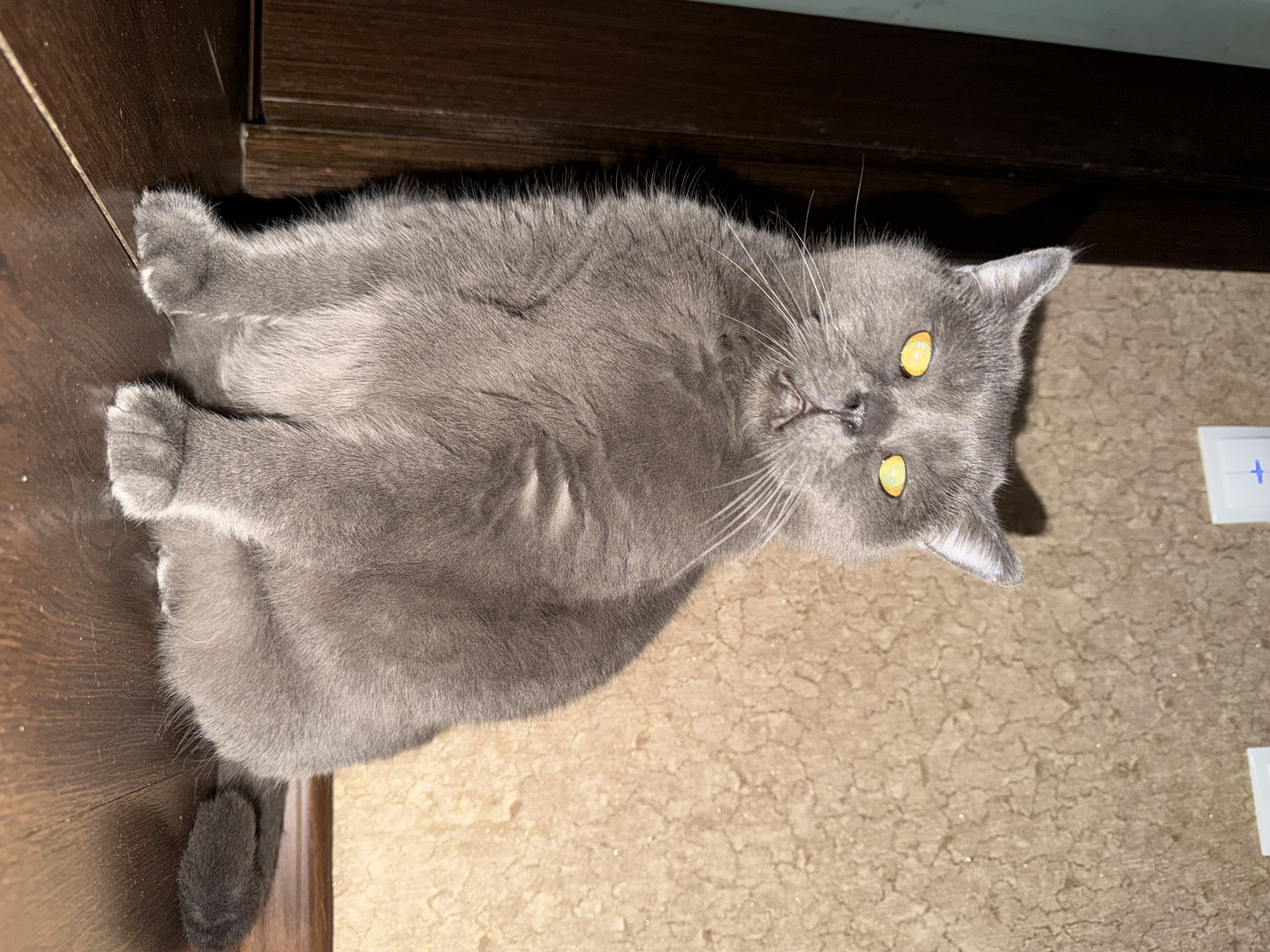 A fluffy grey cat with striking yellow-orange eyes is the central subject of the image, seen from an overhead perspective. The cat's body is oriented mostly horizontally, stretched out on a floor that transitions from dark brown wood on the left to a light beige, textured carpet on the right. Its head is turned upwards and slightly towards the camera, with a direct, inquisitive gaze.
The cat has dense, short-to-medium length grey fur. Its eyes are wide open and a vibrant yellow-orange, reflecting a distinct light source, possibly a flash or overhead lighting. Long white whiskers fan out from its small, pinkish nose and mouth area. Visible details include its paws on the wooden surface and a portion of its tail on the left.
The setting is indoors, with a clear delineation between the dark wooden flooring or furniture along the top and left edge of the frame, and the patterned, light-colored carpet covering the remainder of the floor. On the carpet, to the right of the cat's head, are two small, white rectangular objects. One of these objects clearly displays a blue plus sign (+).
The cat appears to be in a relaxed or resting posture, yet its alert eyes suggest it is aware of its surroundings or the photographer. The overall lighting is somewhat dim, which enhances the brightness of the cat's eyes. The scene depicts a domestic environment, situated in Penza, Russia, as per context.