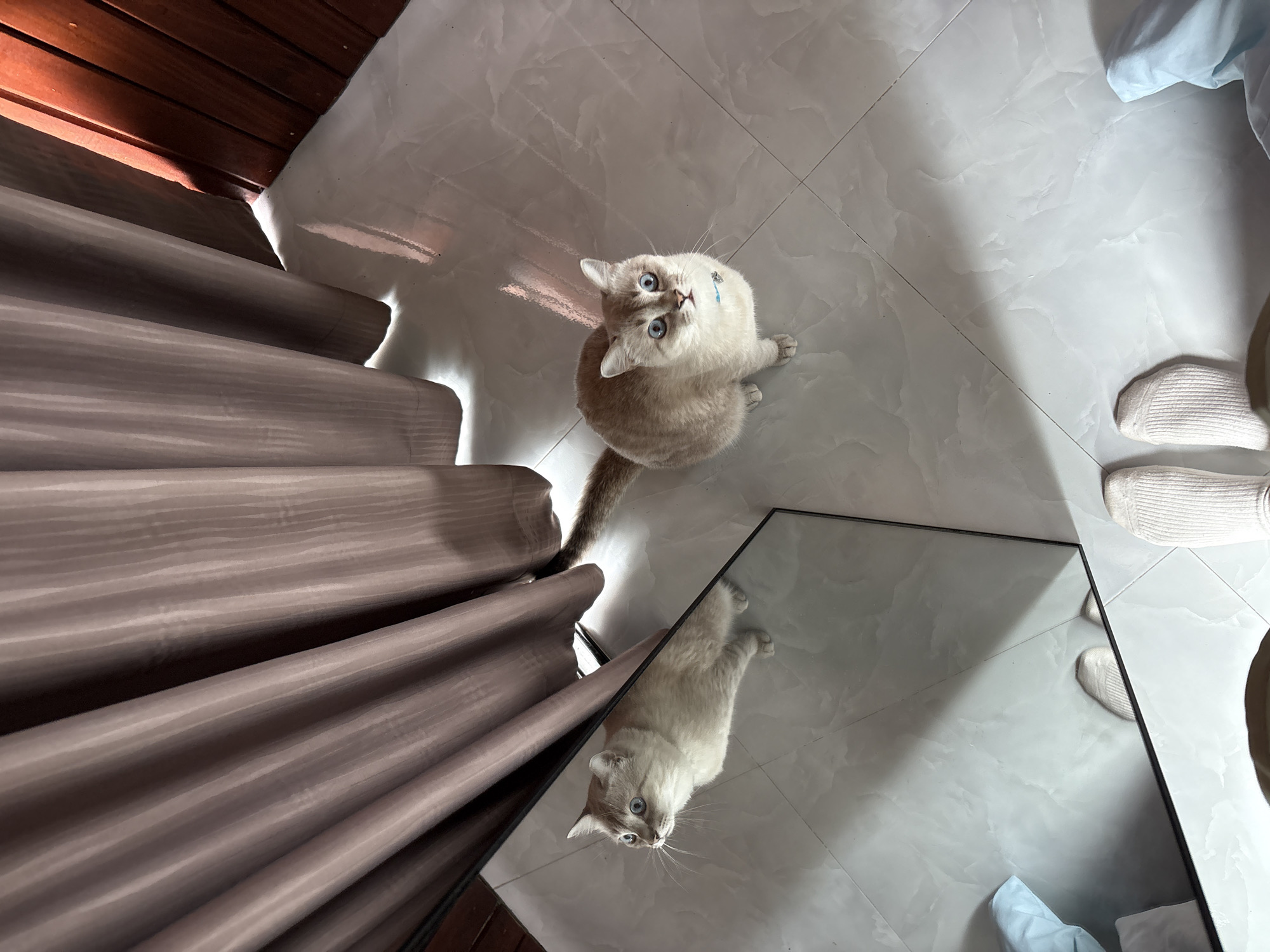 In Choeng Thale, Thailand, a cream-colored cat with blue eyes is sitting on a tiled floor, looking upwards. A full-length mirror reflects the cat, showing its body and a portion of its tail extending to the right. The cat is wearing a light blue collar. Behind the cat and to the left, brown curtains are drawn. To the right of the curtains, wooden planks are visible. Sunlight casts shadows on the floor. The perspective of the shot is from above, with a person's feet, clad in white socks, visible at the bottom of the frame. The scene suggests an indoor setting, likely a room within a residence.
