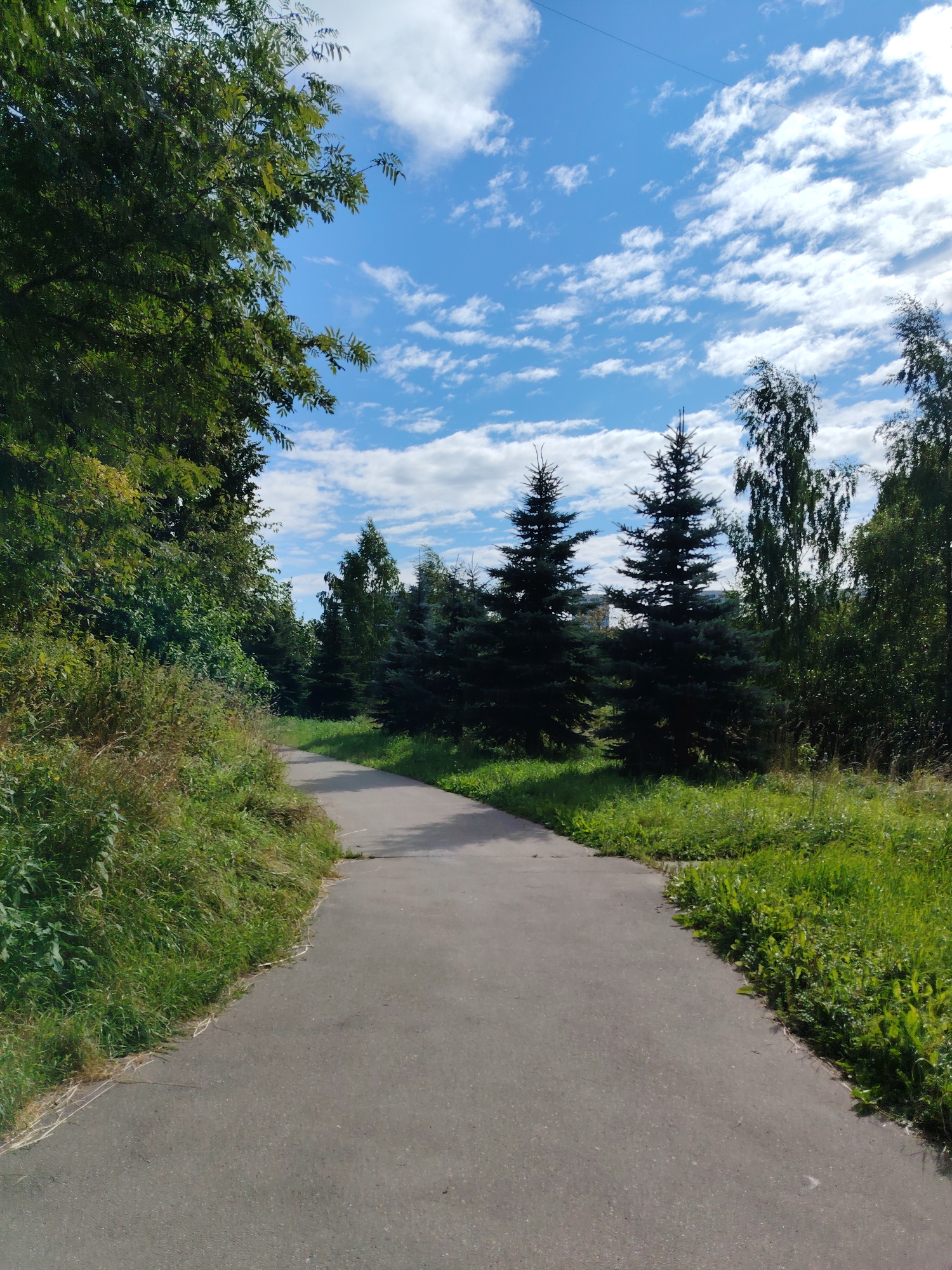 A paved pathway curves to the right, bordered by lush green grass and vegetation on either side. The pathway leads towards a line of evergreen trees, with deciduous trees and foliage to the left and right. The sky above is a bright blue, dotted with scattered white clouds. The scene appears to be a park or a green space within a residential area. This is a view of the area near the building at Berezovaya Alley, 14, in Zelenograd, Moscow Oblast, Russia.