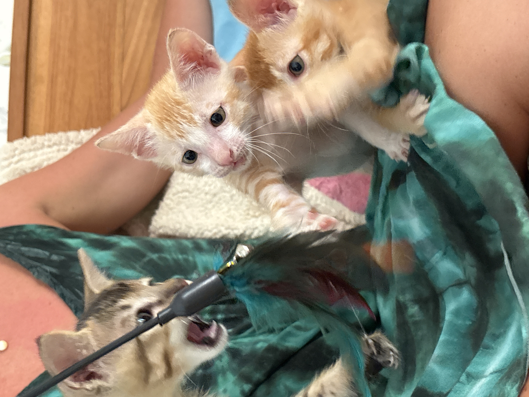 Three kittens are featured in this indoor photograph. Two of the kittens are orange and white, with one looking directly at the camera and the other positioned behind it. The third kitten, a tabby, is below the other two, facing upward with its mouth open, seemingly in pursuit of a toy on a black stick that is adorned with colorful feathers.
The kittens appear to be on or near a teal and black patterned fabric, which itself seems to be resting on a person's lap or legs. There is also a light-colored, possibly white, textured surface behind the person's legs.
There is no information to suggest that this photo was taken in Kuta Selatan, Indonesia.