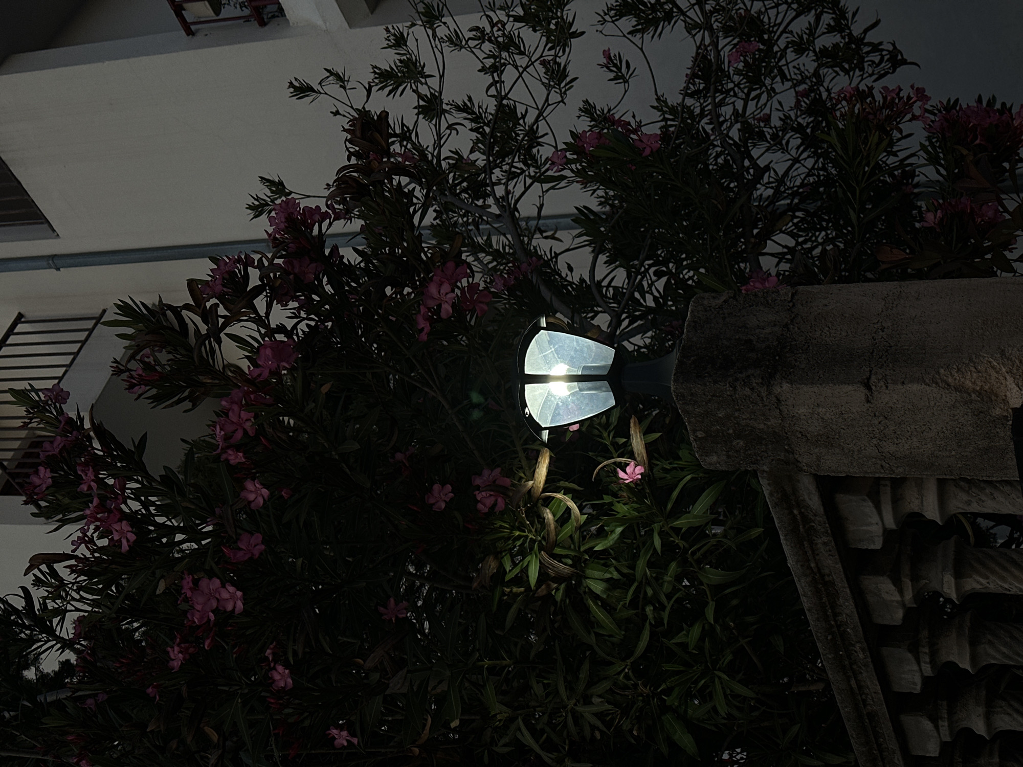The image depicts a nighttime scene in what appears to be Šušanj, Montenegro, indicated by the building architecture. A white building with visible ledges and a ladder or grate is present in the upper left portion of the image. The primary subject is a flowering bush with pink blossoms, partially illuminated by an artificial light fixture attached to a concrete structure, possibly a wall or fence. The light fixture has a white shade and emits a bright glow, which is reflected in the leaves and blooms of the bush. The bush is located adjacent to the concrete structure and extends upwards towards the building. The scene appears dimly lit.