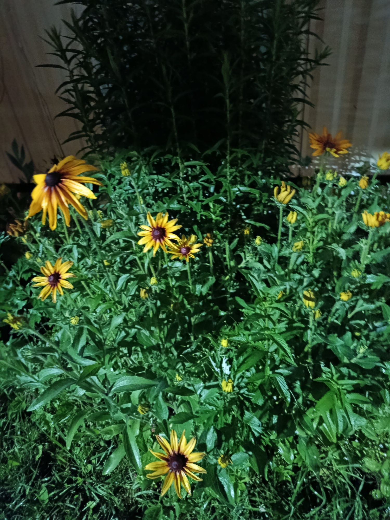 This is a nighttime, full-frame, eye-level shot of a dense patch of Black-Eyed Susans in an outdoor setting, likely a garden or yard in Verezya, Russia. The flowers are primarily yellow with dark brown centers and are interspersed with lush green foliage. Some of the flowers are in full bloom, while others are still buds. The lighting suggests artificial illumination, possibly a flashlight or garden lights, which casts strong shadows and highlights on the plants, creating a dramatic effect. In the background, a wooden fence is partially visible on the left, and a vertical element, perhaps a tall plant or structure, dominates the upper portion of the image. The ground beneath the flowers appears to be covered in grass and fallen leaves. There are no people or animals present in the scene.