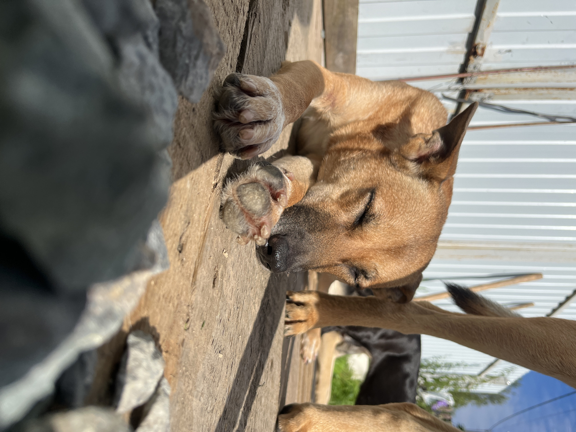 A medium-sized, tan dog is lying on a wooden surface, appearing to be asleep in the sunlight. Its eyes are closed, and its paws are resting in front of its face. The dog's fur is a reddish-brown color. In the background, a black dog is visible, standing. The environment appears to be outdoors, possibly a backyard or a rural area, with a corrugated metal wall in the background and some green vegetation. The foreground is out of focus, with several rocks visible. The lighting suggests it is daytime and sunny. The image is taken from a low angle, focusing on the sleeping dog. There is no specific information within the image to indicate a location in Nizhny Tagil, Russia.