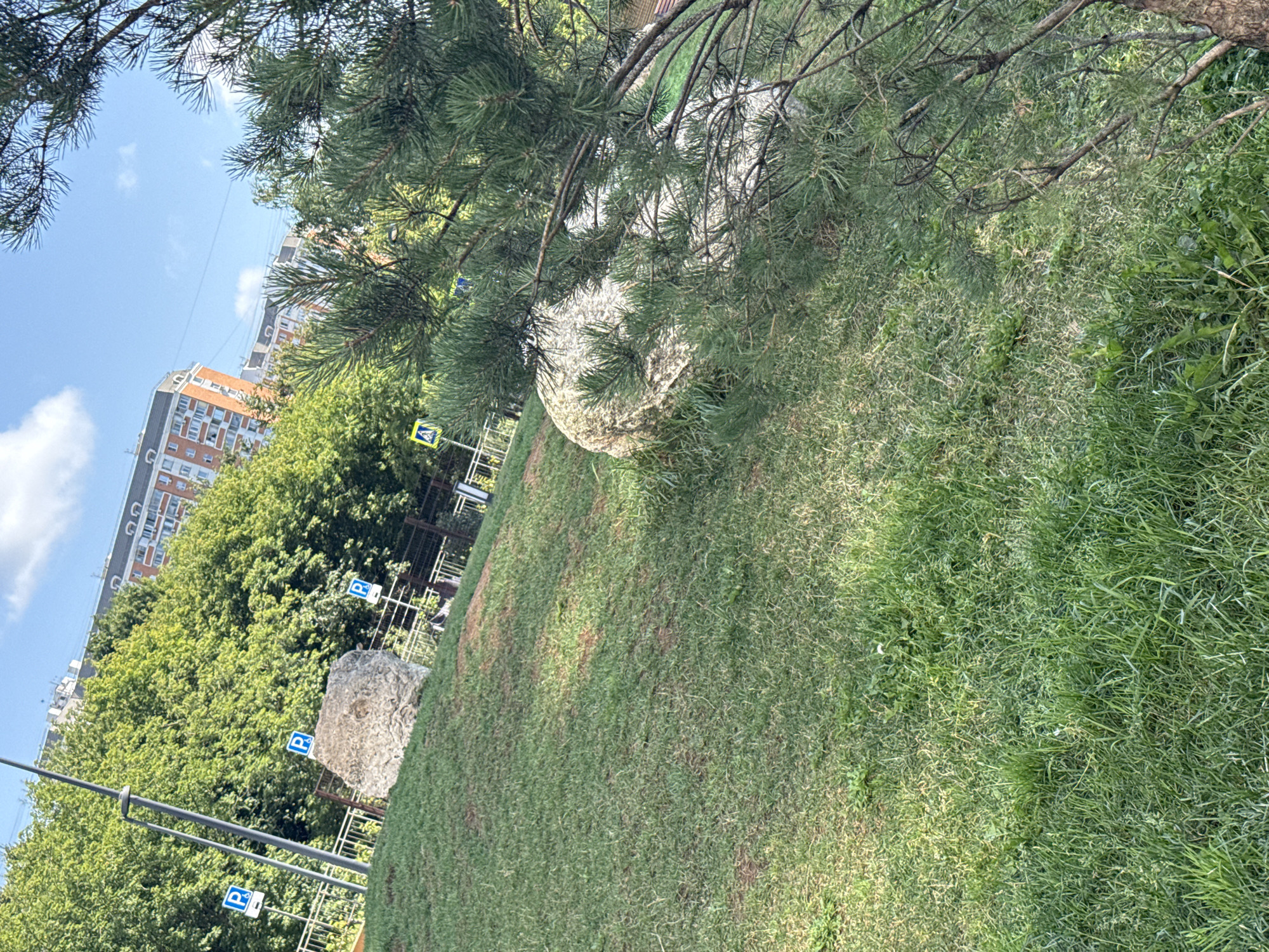 The image depicts a grassy embankment with scattered large rocks and a young pine tree in the foreground. In the background, there is a dense line of trees, a tall building with orange brickwork, and a few smaller buildings. Several "P" parking signs are visible along a fence. A pedestrian crossing sign is also present. The sky is blue with some white clouds. The overall impression is a park-like area within a city, likely in Lyubertsy, Russia.