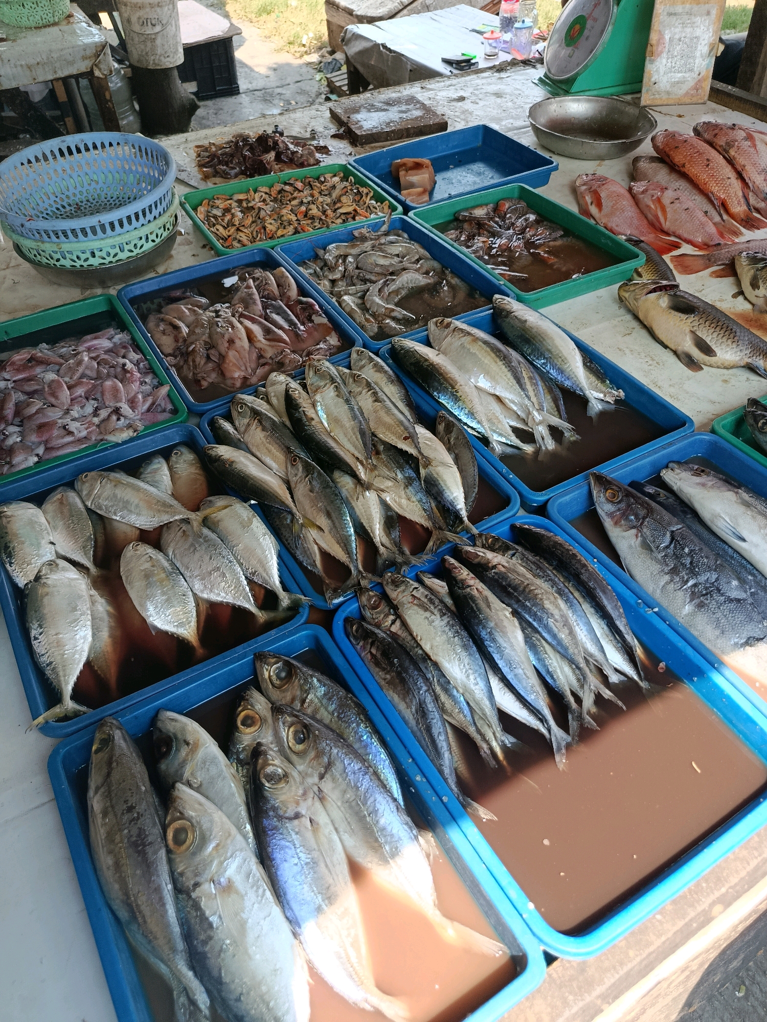 This image depicts an outdoor market stall in Babelan, Indonesia, specializing in fresh seafood. The stall is laden with various types of fish and seafood, primarily displayed in blue and green plastic trays. In the foreground, several trays hold numerous silver-colored fish, some appearing to be small mackerel or sardine varieties, arranged neatly in shallow water. Behind these, larger fish with darker scales are visible. To the right, a tray contains whole fish with prominent eyes, and further back, several rows of pink-hued fish, possibly tilapia, are laid out. Other trays contain squid, mussels, and what appear to be shrimp or prawns. In the background, a green weighing scale and various containers, including buckets and baskets, are present, suggesting active commerce. The overall scene is rustic, with a focus on the fresh produce being sold.