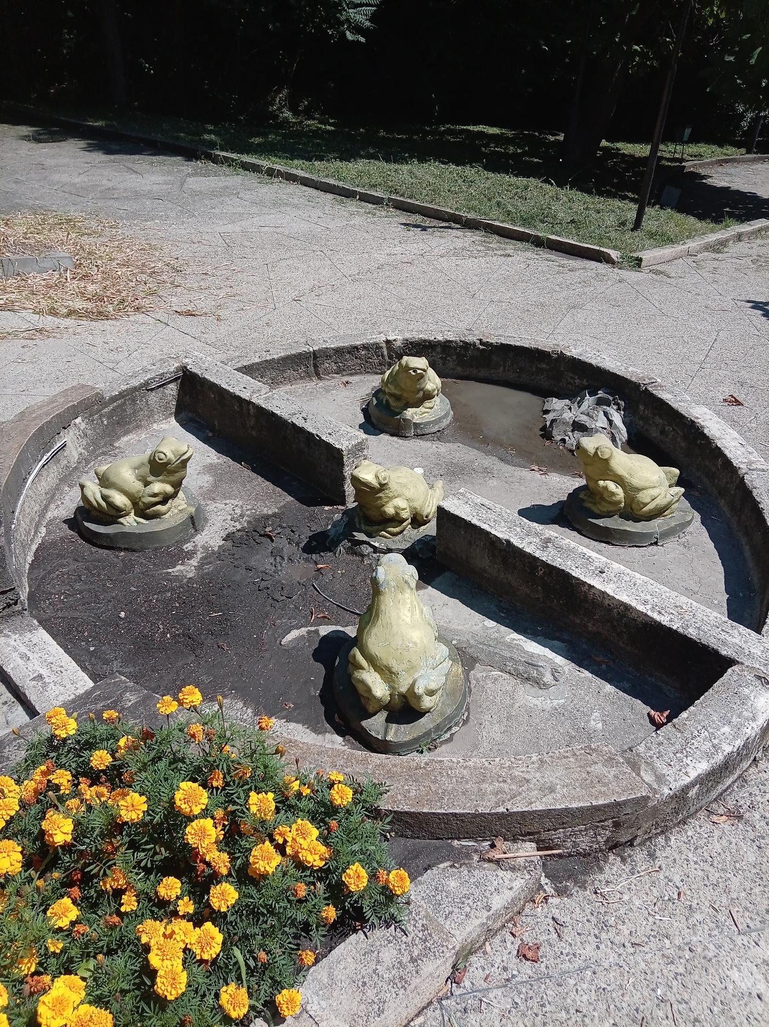 The image shows a circular stone fountain with several frog sculptures in the city of Zheleznovodsk, Russia. The fountain is divided into four sections by stone walls. In each section, there is a frog sculpture, with five visible in the frame. The frogs are light green and appear to be made of concrete or a similar material. The fountain is partially filled with water, and there is some debris in and around it. In the lower left corner of the image, there is a cluster of bright yellow marigold flowers. The background shows a paved area, grass, and trees, suggesting an outdoor park or public space. The overall scene depicts a somewhat weathered but charming fountain area.