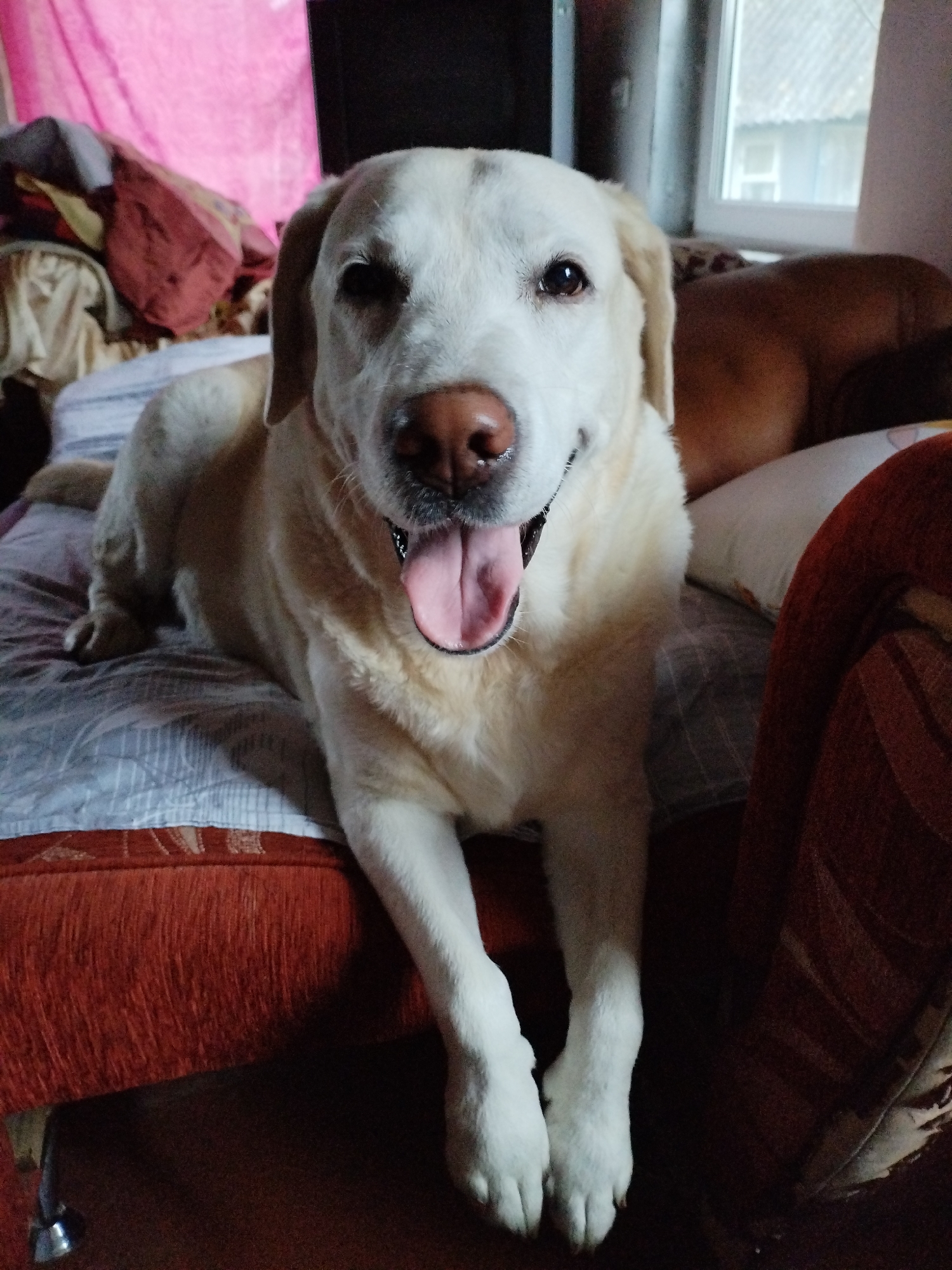 The image shows a light-colored dog, possibly a Labrador retriever, lying on a couch or bed. The dog is facing the camera, with its mouth open and tongue hanging out, appearing to be panting or relaxed. The dog's fur is a pale yellow or cream color, and its nose is a dark brown. It is positioned on a patterned surface, likely bedding or upholstery, in what appears to be an indoor setting. In the background, there are hints of household items, including what looks like a pink curtain or fabric on the left, and a window with a view of a building and sky on the right. The lighting suggests it may be daytime, but the overall environment appears somewhat dimly lit, possibly indicating an overcast day or an indoor space with limited natural light. No specific location in Ліпеньскі сельскі Савет, Belarus, can be identified from the visual information present in the image.