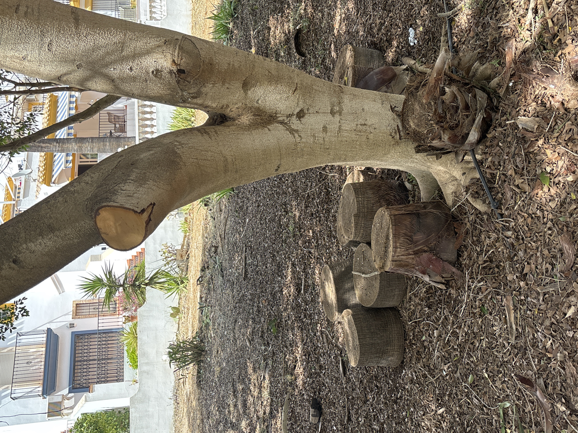 The image depicts a close-up view of a large tree trunk that has been cut, with several smaller logs lying on the ground next to it. The tree is a light brown color with a rough texture. The ground is covered in dry leaves and debris. In the background, a white building with blue and yellow awnings is visible. The building appears to be a residential or commercial property.
The scene suggests that the tree has recently been felled or pruned. The logs are of varying sizes, indicating that different parts of the tree have been cut. The presence of the building and the awnings in the background suggests an outdoor setting, possibly in a residential area or a garden. The lighting suggests it is daytime, with the sun casting shadows on the ground. The dry leaves indicate a season of either late summer or autumn. The image does not contain any visible text.
