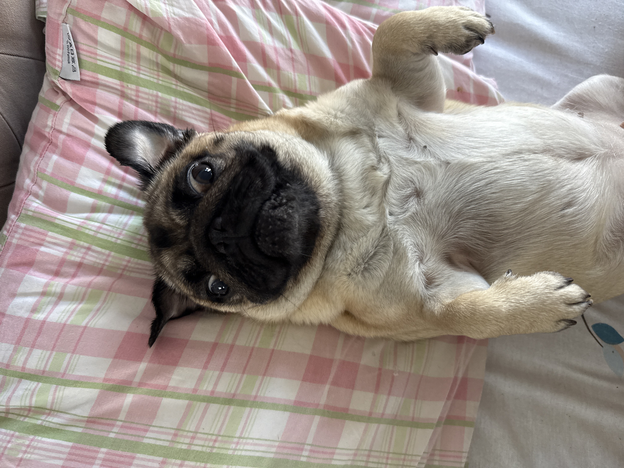 A pug is lying on its back on a pink and green plaid surface. The pug is facing the camera with its eyes wide open and its mouth slightly open. Its paws are extended upwards. The surface appears to be fabric, possibly a sheet or blanket. The lighting suggests an indoor setting.