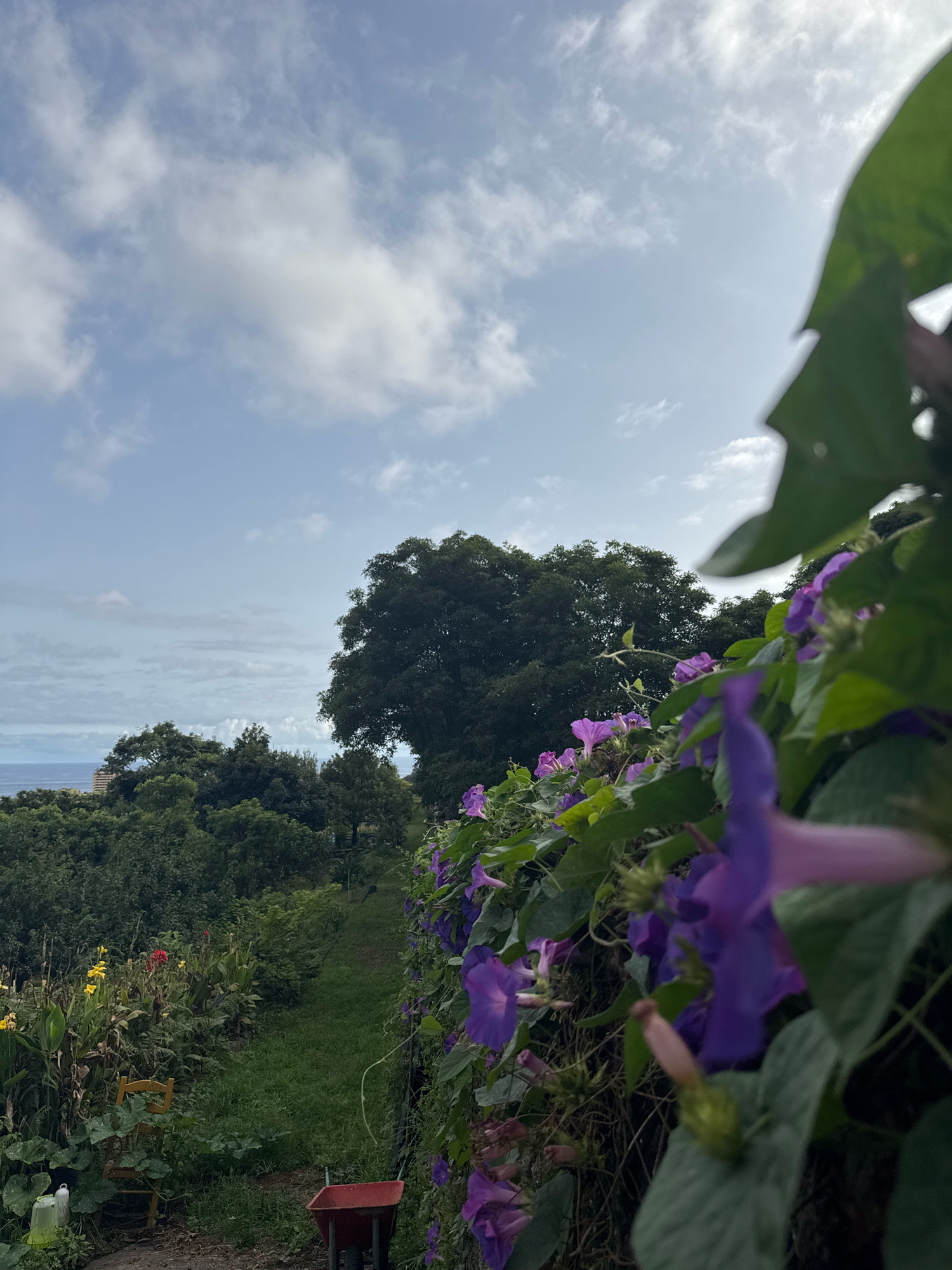 An outdoor, low-angle, medium shot captures a garden path winding through lush greenery under a cloudy sky. In the foreground, a vine laden with vibrant purple morning glory flowers cascades down, with some flowers in sharp focus and others blurred. To the left, a variety of plants with yellow and red blooms are visible, alongside a rustic wooden chair and a red wheelbarrow. Further back, a dense forest of trees stretches towards the ocean, with a hint of a building visible on the horizon. The overall scene depicts a tranquil, natural environment.