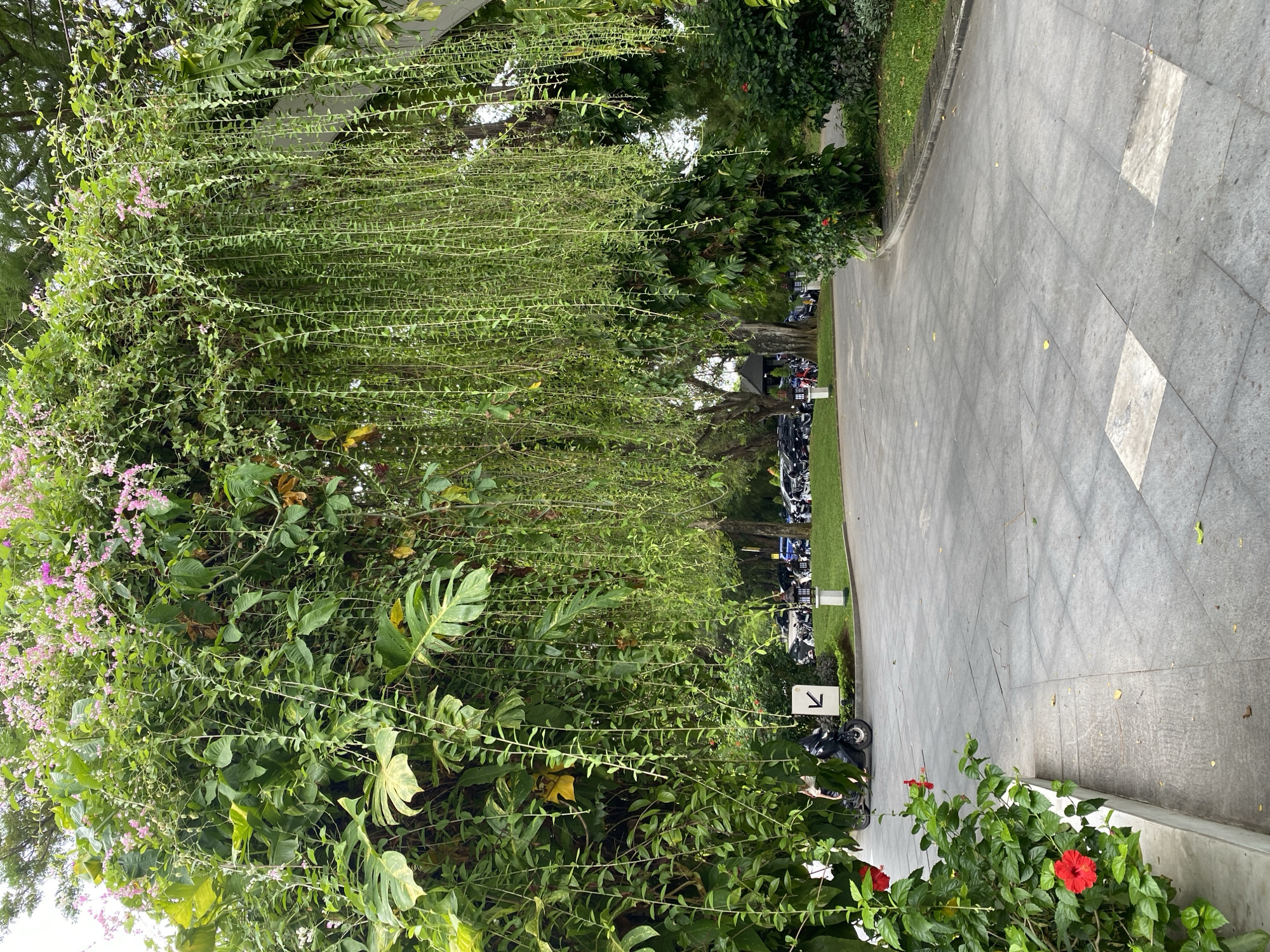 The image shows a paved walkway in Kuta Selatan, Indonesia, flanked by lush tropical vegetation. Cascading vines with small leaves and pink flowers drape from overhead, creating a curtain of greenery. The ground-level vegetation includes broad-leafed plants, possibly Monstera, and hibiscus flowers with red blooms. A parking area with several motorcycles is visible beyond the vegetation, along with a directional sign with an arrow pointing left. The walkway is constructed of large grey tiles with occasional lighter-colored accents. The weather appears to be overcast or hazy. No people are distinctly visible.