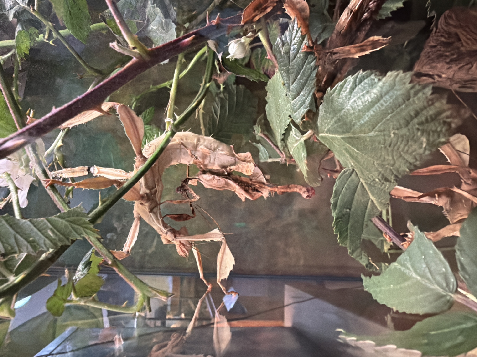 A highly detailed, close-up, eye-level shot focuses on a large, camouflaged insect that appears to be a type of stick insect, its body a mottled tan and brown, mimicking dried leaves and twigs. The insect is suspended by its legs from a thorny plant stem, its elongated body and limbs blending seamlessly with the surrounding foliage. The plant features sharp, dark reddish-purple thorns on its stems and large, serrated green leaves, some of which are dried and curled. The background is a soft-focus mix of greens and browns, with hints of glass reflecting light and what appears to be a dark, blurred interior environment. The lighting is subdued, with some highlights catching the textured surfaces of the insect and leaves. There are no people or clear indications of a specific location in San Francisco. The scene is static, with the insect appearing to be at rest or very still.