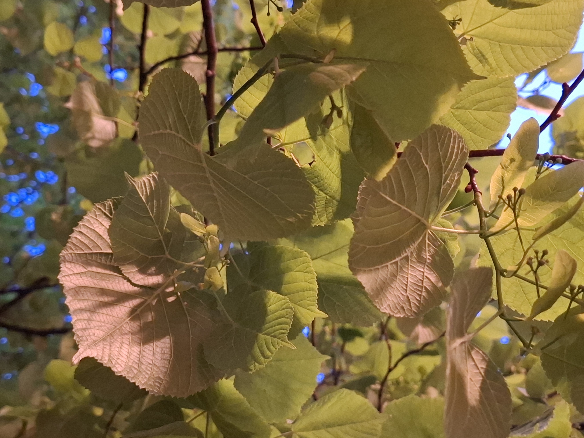 The image depicts a close-up view of linden leaves in Novi Sad, Serbia. The leaves are predominantly green and yellowish-green, with some exhibiting a reddish-brown hue. The leaves are attached to brown branches and feature prominent veins. In the background, blurry patches of blue sky are visible between the leaves. The leaves appear to be illuminated by natural light. The presence of buds indicates that the image was likely taken during the growing season.