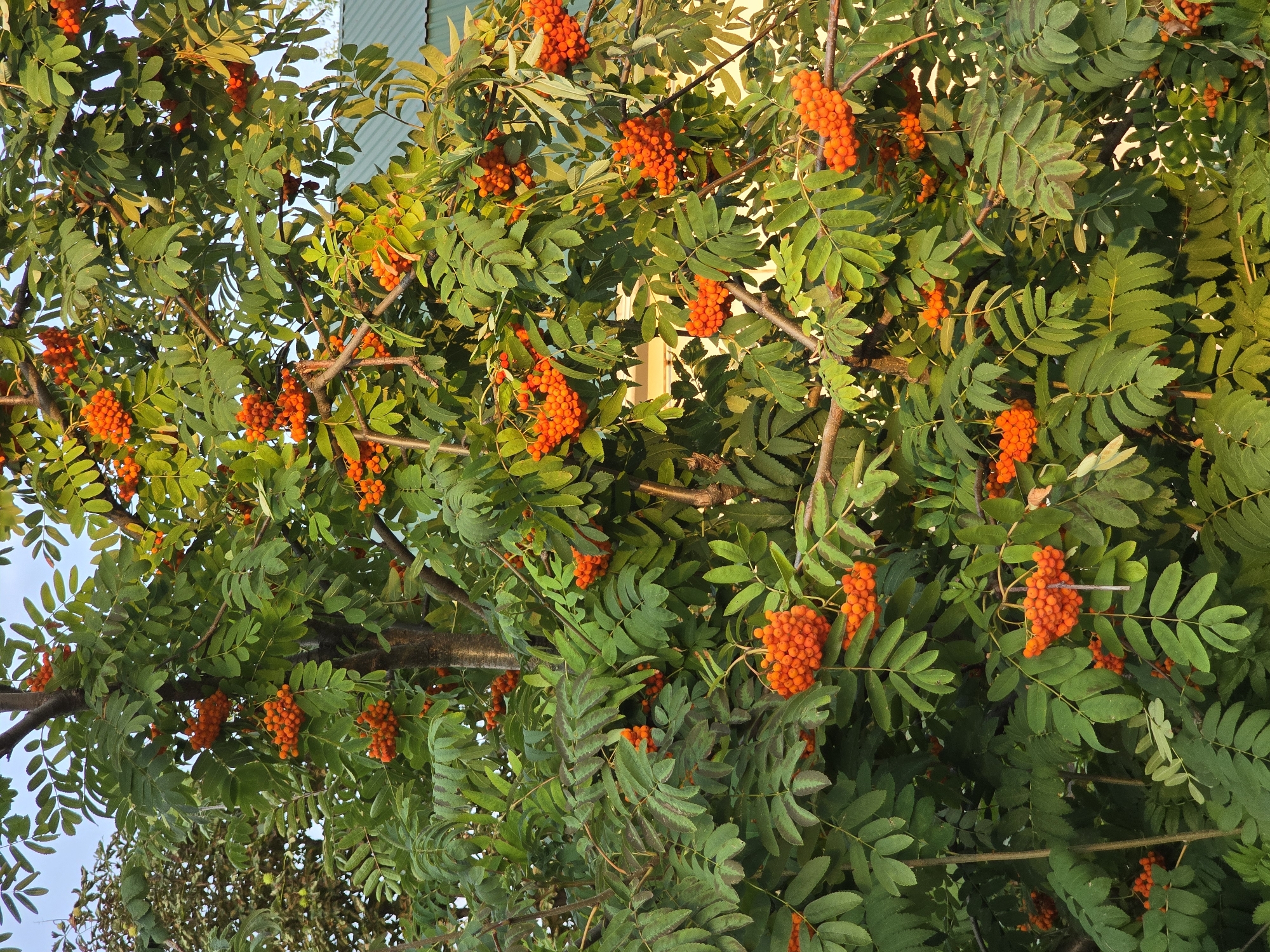 An outdoor, eye-level, full shot shows a close-up of a Rowan tree with ripe, orange berries. The tree is heavily laden with clusters of small, round, orange berries, most of which are tightly packed together. The leaves of the tree are a vibrant green, with some showing hints of autumnal color such as reddish-brown edges. The branches are thick and brown, providing structure to the dense foliage. In the upper right corner of the image, a portion of a building with a green, corrugated metal roof and a yellow facade is visible, suggesting an urban or suburban setting. The sky is a pale blue with soft white clouds. The light suggests it is late afternoon, with the sun casting a warm glow on the scene. The image is taken from within the city of Vyshneve, Ukraine, as indicated by the context provided, and it captures a natural element of the urban landscape during the harvest season.