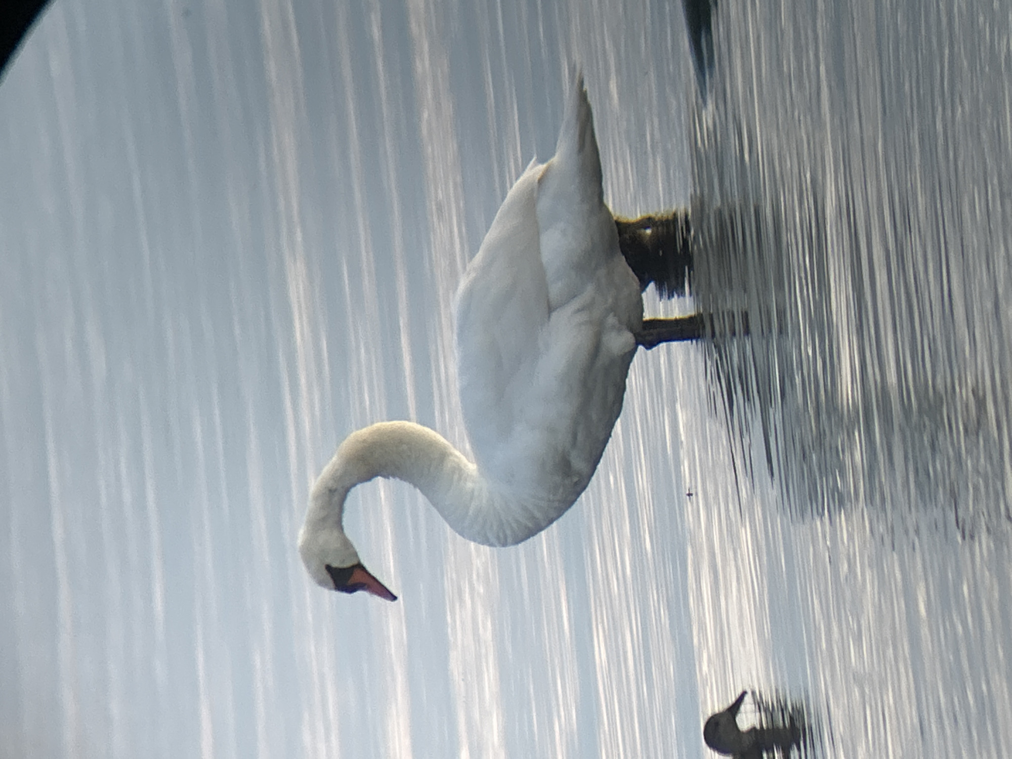 A white swan stands in shallow water in Haabneeme alevik, Estonia. The swan is facing left, with its neck curved. Its beak is orange and black. The water is calm and reflects the sky, which is overcast and hazy. A small, dark-colored duck is visible in the water to the left of the swan. The swan appears to be standing on a dark object submerged in the water.
