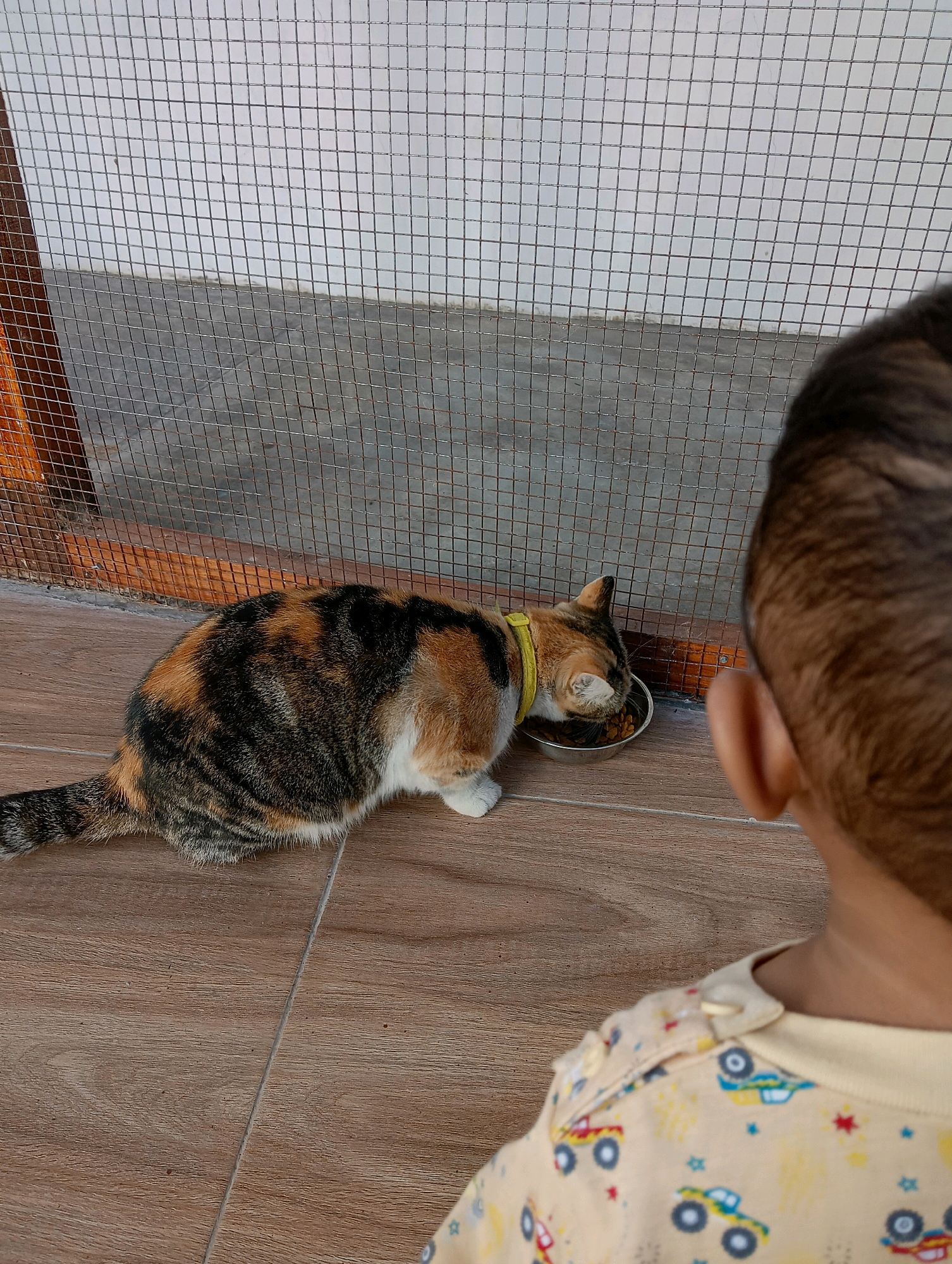 In Sukosari, Indonesia, a calico cat wearing a yellow collar is eating from a metal bowl on a wooden floor, positioned near a wire fence. The cat's fur displays a mix of orange, black, and white patches. In the foreground, the back of a young child's head is visible, facing away from the camera. The child is wearing a light-colored garment with a pattern of cartoon trucks. The environment appears to be an enclosed outdoor space, possibly a patio or backyard, with a wire mesh fence and a tiled wall in the background.