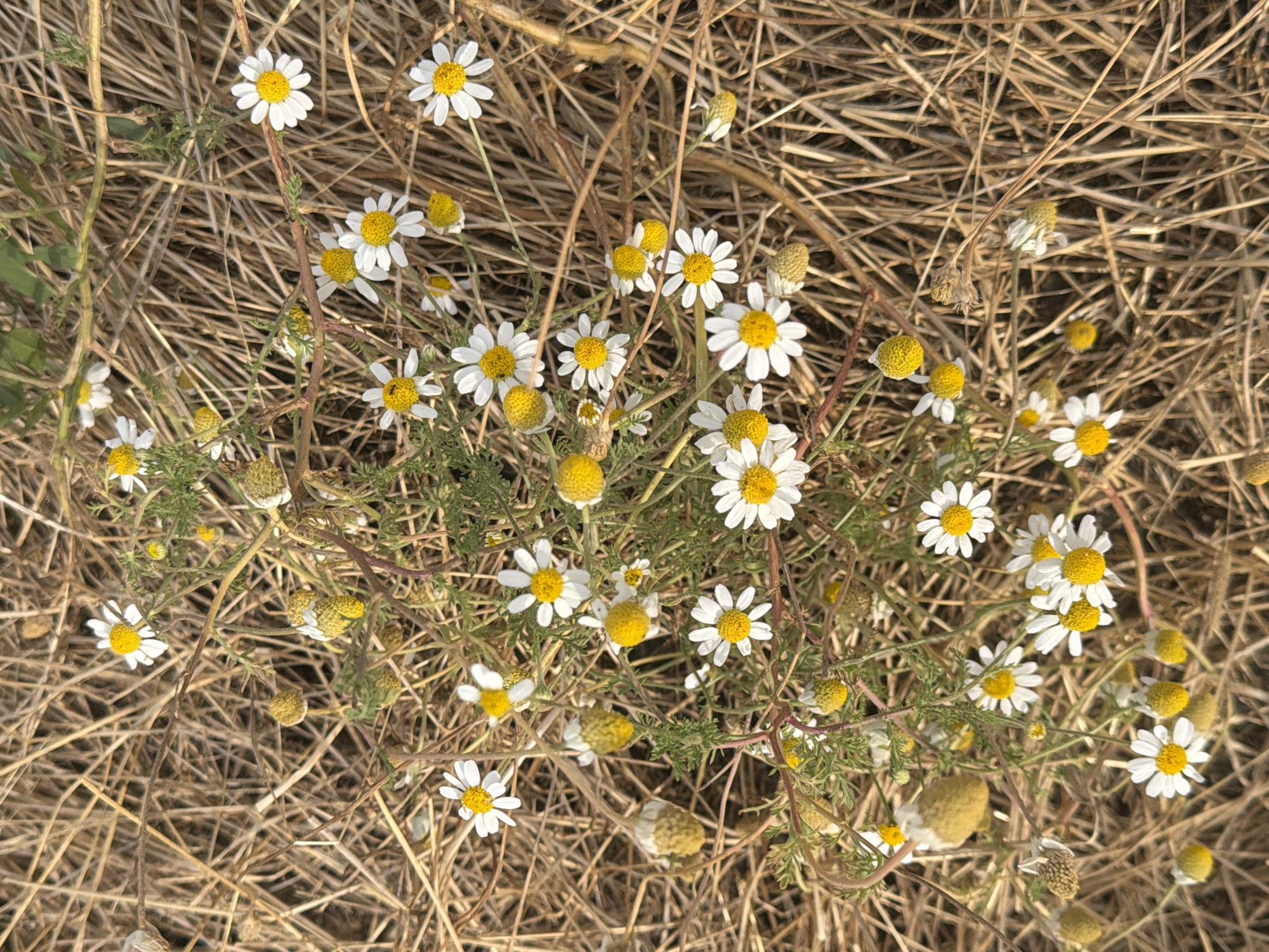 A high-angle shot shows a cluster of small white and yellow wildflowers growing among dry, golden grass. The flowers are daisy-like with thin white petals surrounding a yellow center. Some of the flowers are in full bloom, while others are buds or have withered. The dry grass forms a dense, textured background, creating a rustic and natural setting. The scene appears to be in a rural or natural environment, possibly a field or meadow. The lighting suggests it could be late afternoon or early morning, with a warm, golden hue cast over the scene. There are no people or man-made structures visible in the image. The focus is entirely on the delicate wildflowers and their environment.