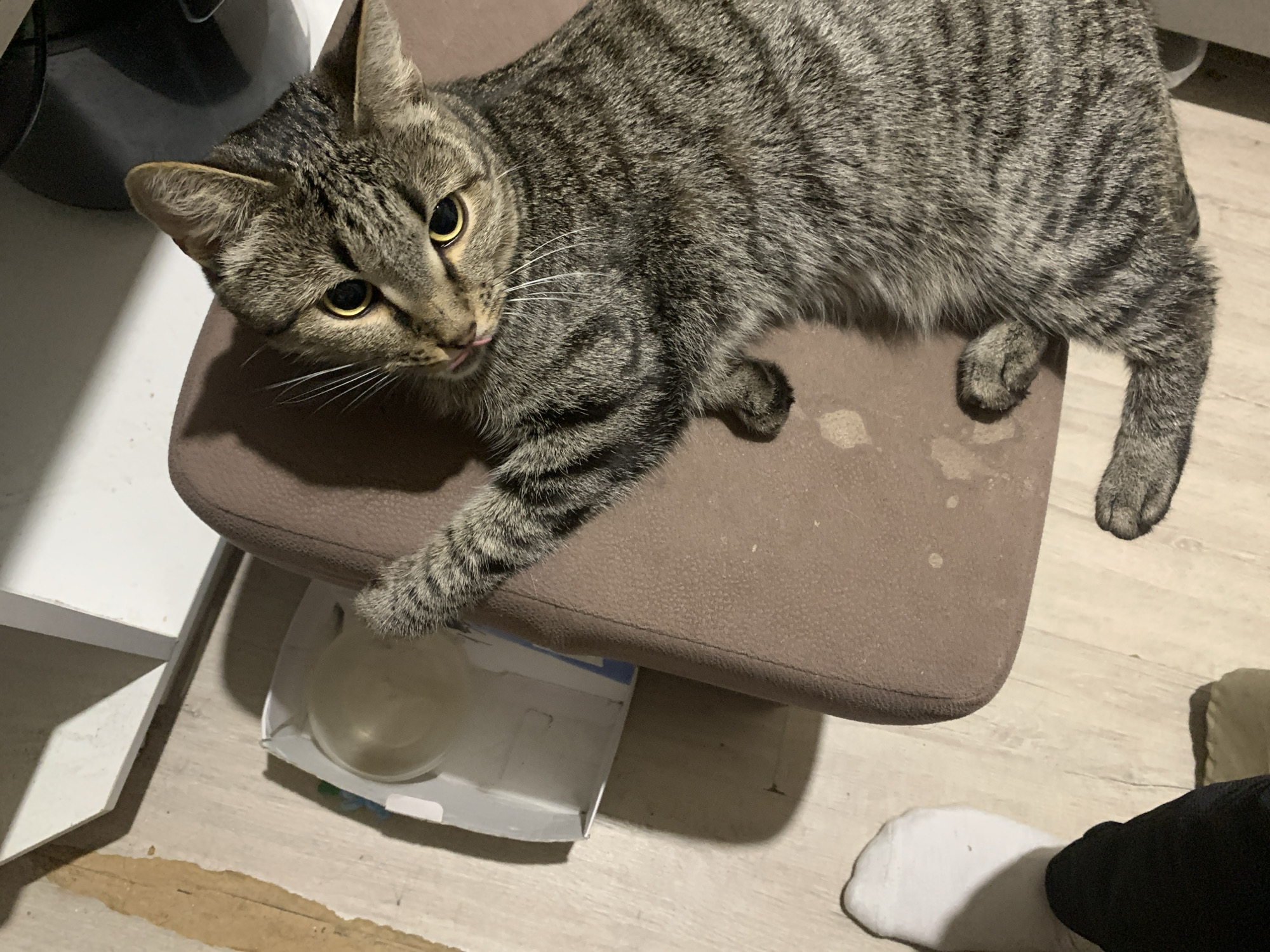 A gray tabby cat is lying on a brown upholstered chair. The cat is facing left with its head near the top left of the frame and its body extending diagonally to the right. The cat has yellow eyes and its tongue is slightly visible. Below the chair is a white box containing a spherical object. The floor is light-colored wood laminate. A white piece of furniture is visible on the left side of the frame. To the bottom right, a foot wearing a white sock is visible. The image was taken indoors. The location of Izhevsk, Russia cannot be confirmed without additional information.