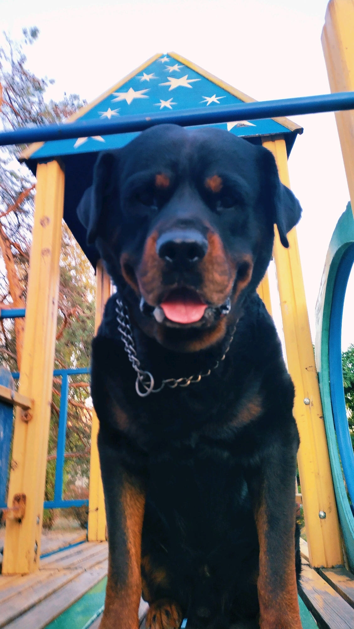 A Rottweiler dog sits on a wooden platform, possibly part of a playground, in Horishni Plavni, Ukraine. The dog is wearing a metal chain collar. Behind the dog, a structure with yellow supports and a blue roof decorated with white stars is visible. The overall setting appears to be outdoors.