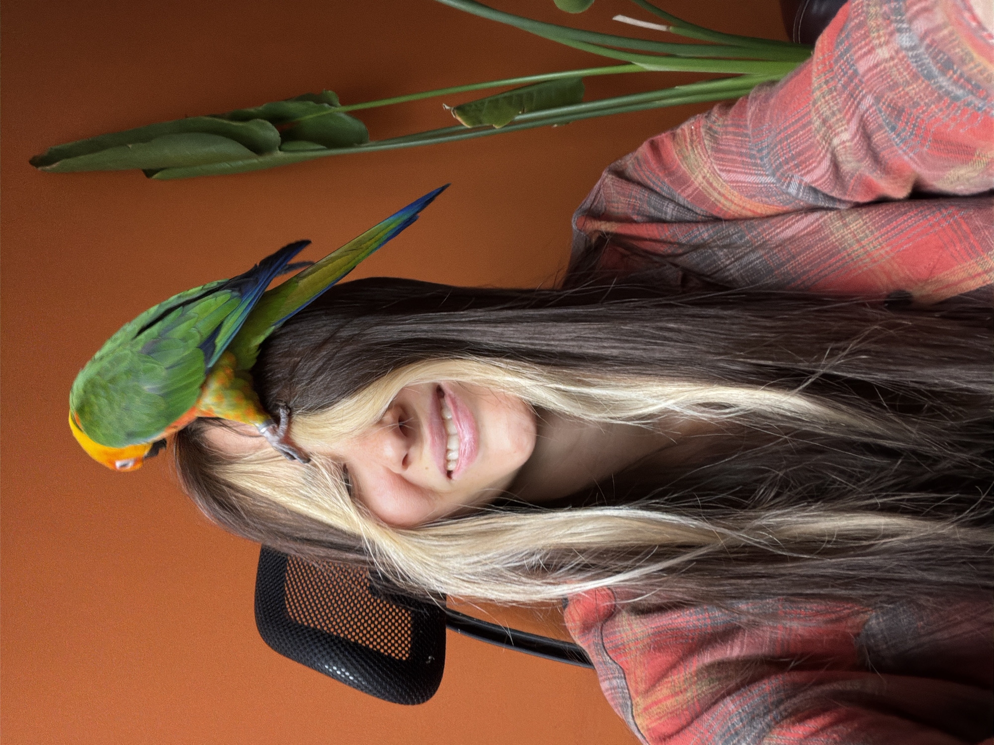 The image shows a young woman with a colorful parrot perched on her head. The woman has long, dark hair with distinct blonde streaks framing her face and flowing over her shoulders. She is smiling broadly, looking towards the viewer. She wears a plaid flannel shirt patterned with red, grey, and yellow tones.
The parrot, a species like a sun conure, displays vibrant green, yellow, and blue plumage. Its head is turned towards the left, with its feet gently gripping the woman's hair. In the lower left part of the frame, the black mesh back of an office chair is visible.
The background consists of a solid, warm orange-brown wall. Green leaves and stems from a plant are visible in the upper corners, suggesting an indoor setting. The woman's joyful expression indicates a happy and relaxed atmosphere. There is no visible text in the image. The location context for the image is Khimki, Russia.