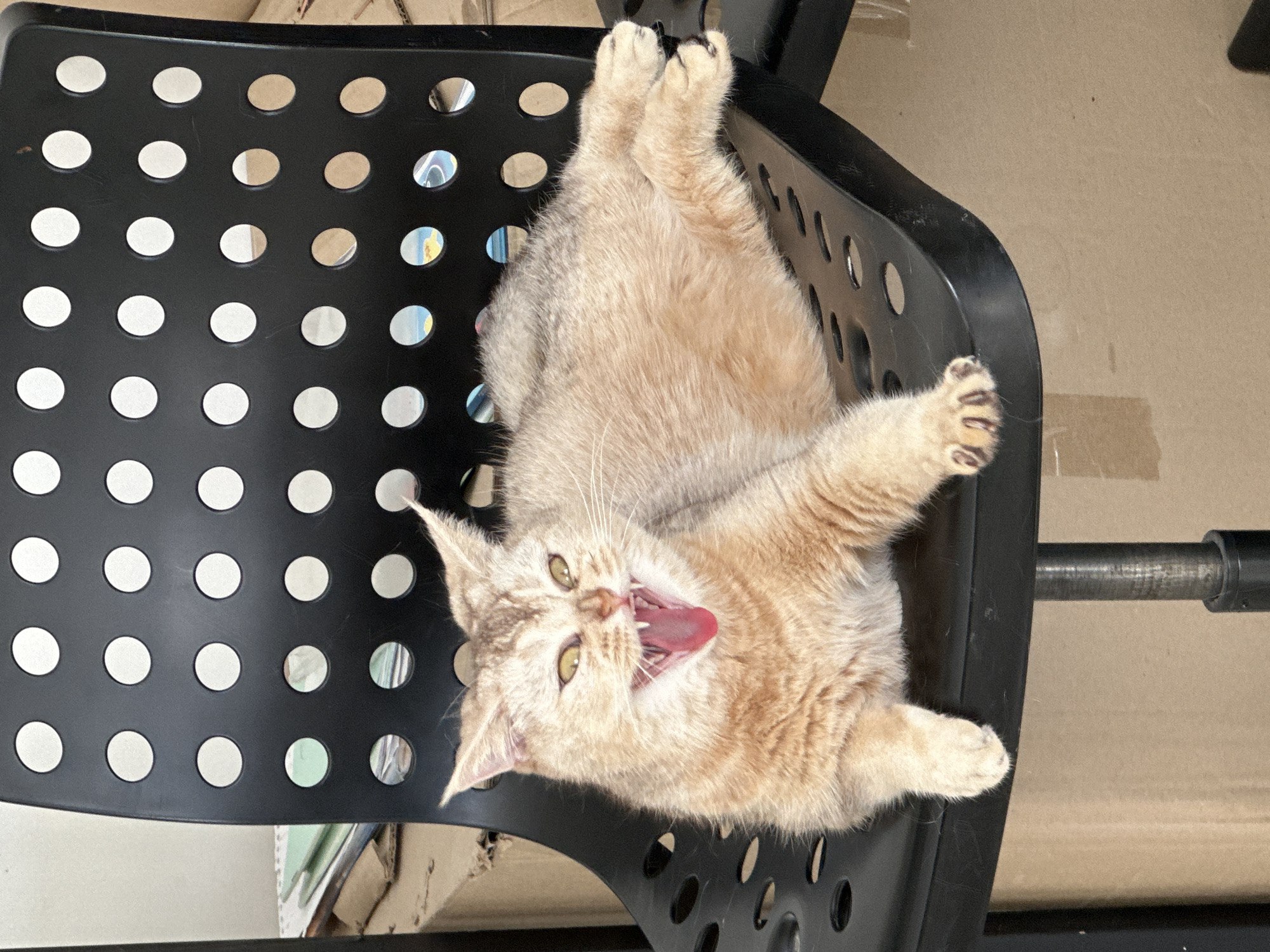 A light orange cat is lying upside down in a black plastic chair with circular cutouts. The cat has its mouth open and is yawning or meowing. The chair sits on a light brown surface.