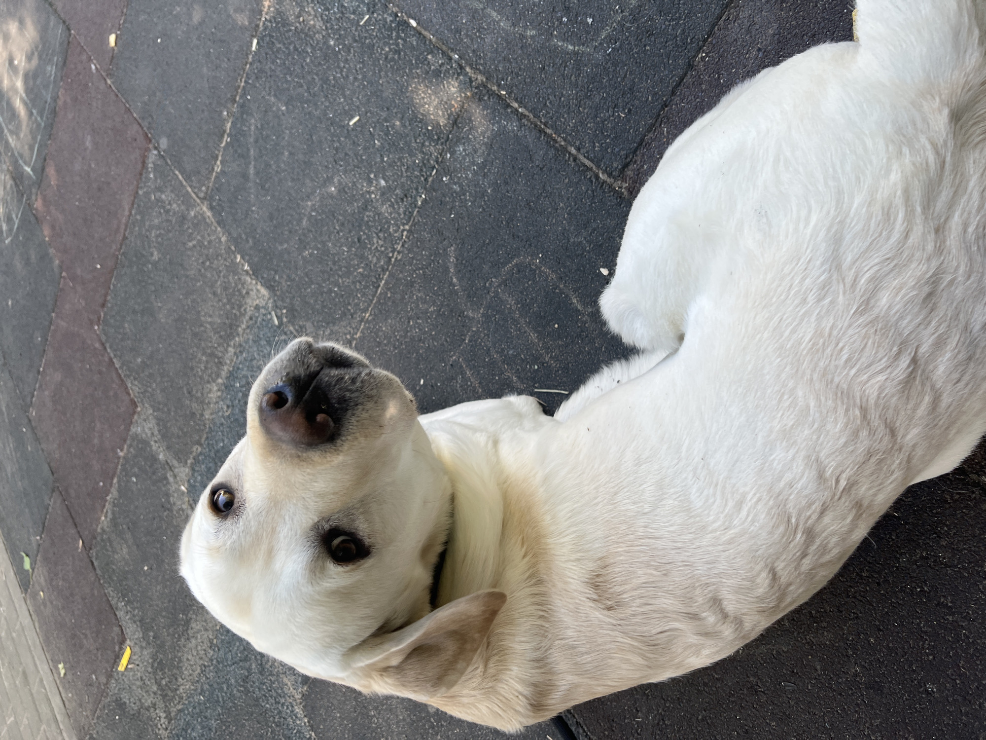 A white Labrador Retriever is depicted in an outdoor setting, lying down on a paved surface and gazing directly upwards at the camera. The dog has pristine white fur with subtle cream-colored accents around its ears and along its back, dark brown eyes, and a prominent black nose. Its head is tilted, conveying an expression of curiosity and attentiveness. A dark-colored collar is visible around its neck.
The dog is resting on a ground composed of dark grey and reddish-brown rectangular paving tiles, which appear to be worn and have visible seams. The surface shows minor scattered debris and dust. The presence of shadows suggests it is daytime. The setting indicates an outdoor area, possibly a sidewalk or path in Mytishchi, Russia. There is no visible text in the image.