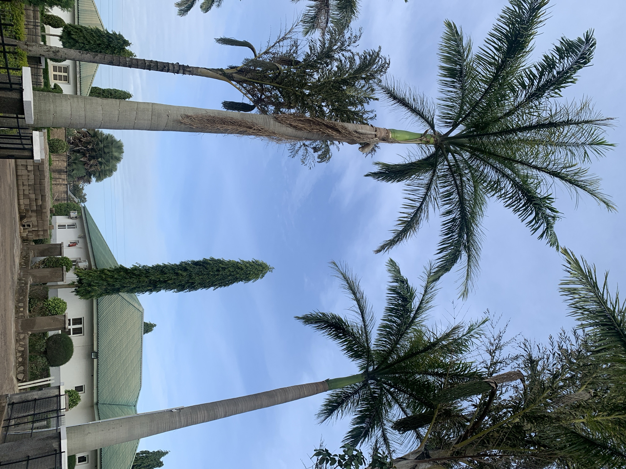 The image depicts a serene outdoor scene, likely from Bukuru, Nigeria. Dominating the foreground are tall, mature palm trees with lush green fronds, reaching towards a pale blue sky dotted with thin clouds. One palm tree on the left is particularly thick and has a rough, textured trunk with strands of dried bark hanging down. To its right, another palm tree, thinner and more sparse, is visible. In the mid-ground, a long, slender evergreen tree stands tall and straight. Behind the trees, a white, single-story building with a green tiled roof is partially visible. The building has several windows and an air conditioning unit mounted on the exterior wall. A low stone wall with concrete pillars separates the building from the foreground. The overall impression is one of a well-maintained residential or institutional property, bathed in natural light under an overcast sky.
