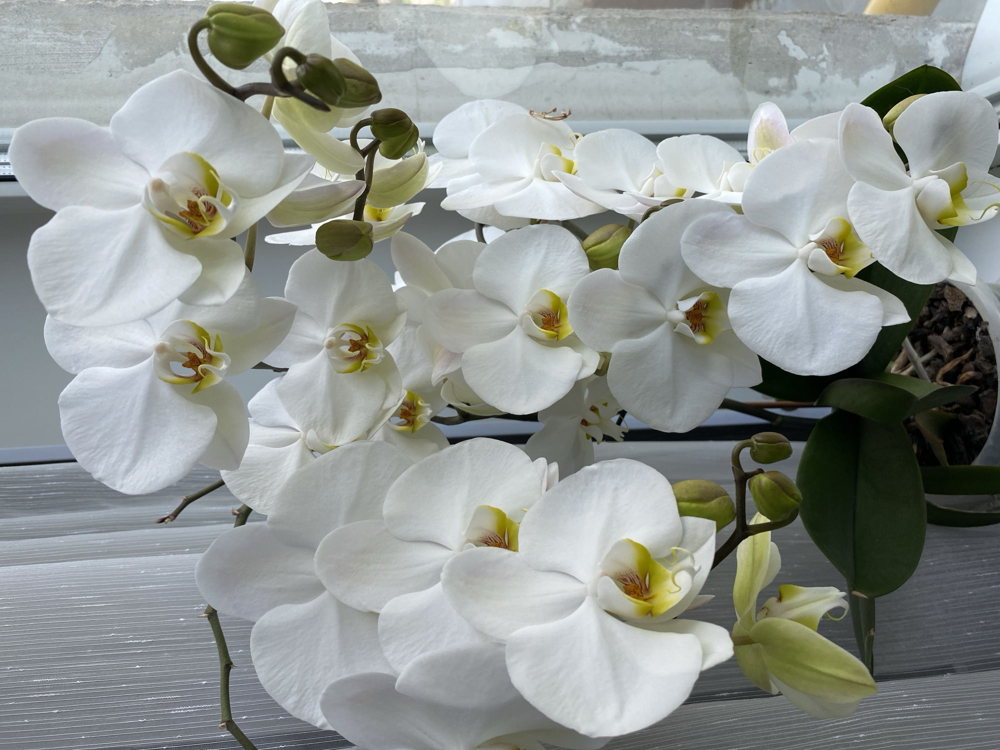 A close-up shot showcases a cluster of white orchids with yellow centers, likely indoors on a windowsill given the light and the presence of what seems to be a window in the background. The foreground is a surface with light-colored horizontal lines. The image composition is such that the orchids fill the frame, creating a floral display.