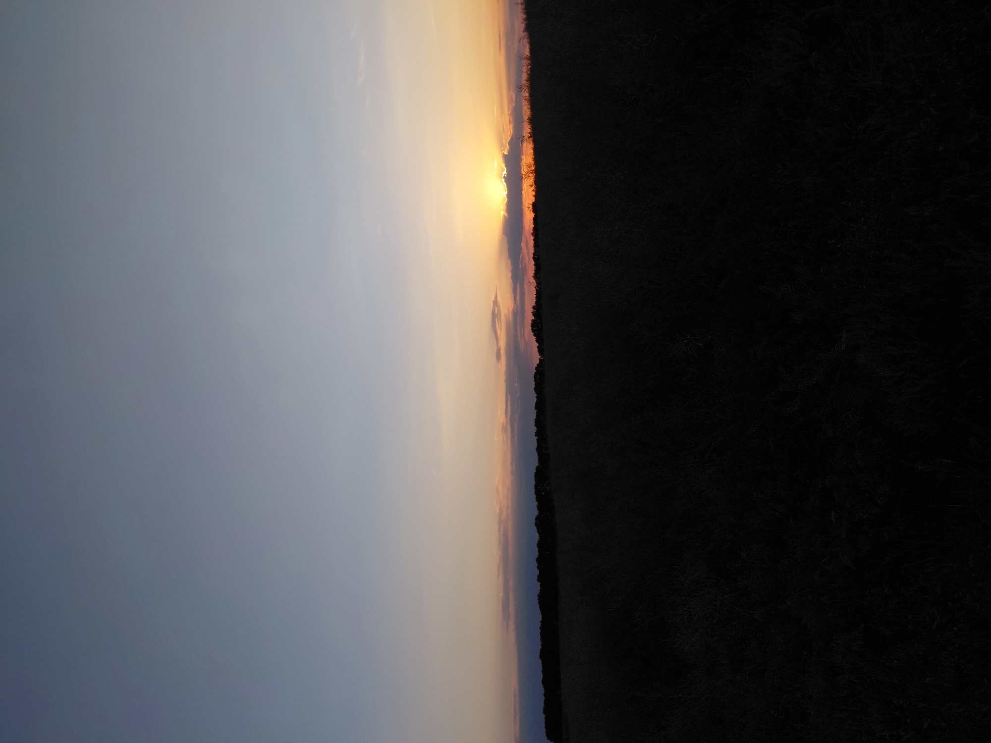 A low-angle, full shot shows a silhouette of a field against a sky with a sunset. The sky transitions from a pale blue at the top to shades of orange, yellow, and pink near the horizon. A line of trees creates a dark, silhouetted border against the horizon. The foreground is a dark silhouette of tall grass and vegetation, obscuring any details of the ground. There are no people or animals visible in the scene.