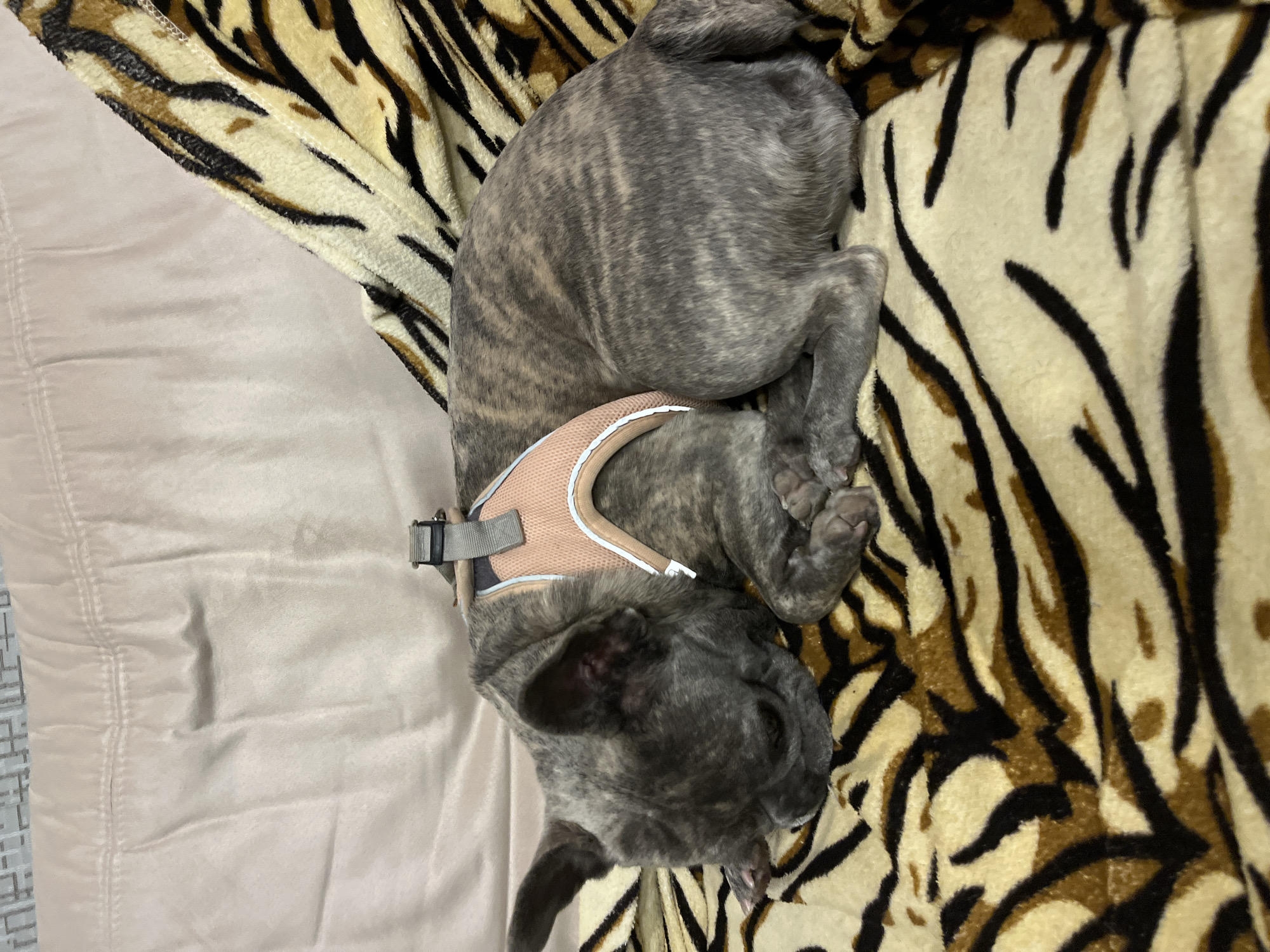 A brindle French bulldog is curled up asleep on a tan and brown tiger-striped blanket. The dog is wearing a beige harness. The blanket is partially on top of a light beige comforter. The location of the image is Unknown, Unknown.