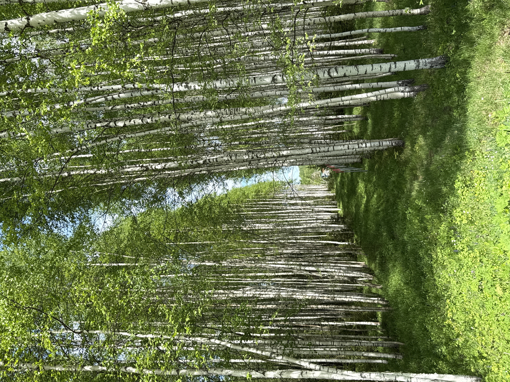 The image shows a dense row of birch trees in Zhigalki, Russia. The trees have white bark with black markings and are lined up in a row. The leaves are green and cover much of the sky. Grass grows on the ground.