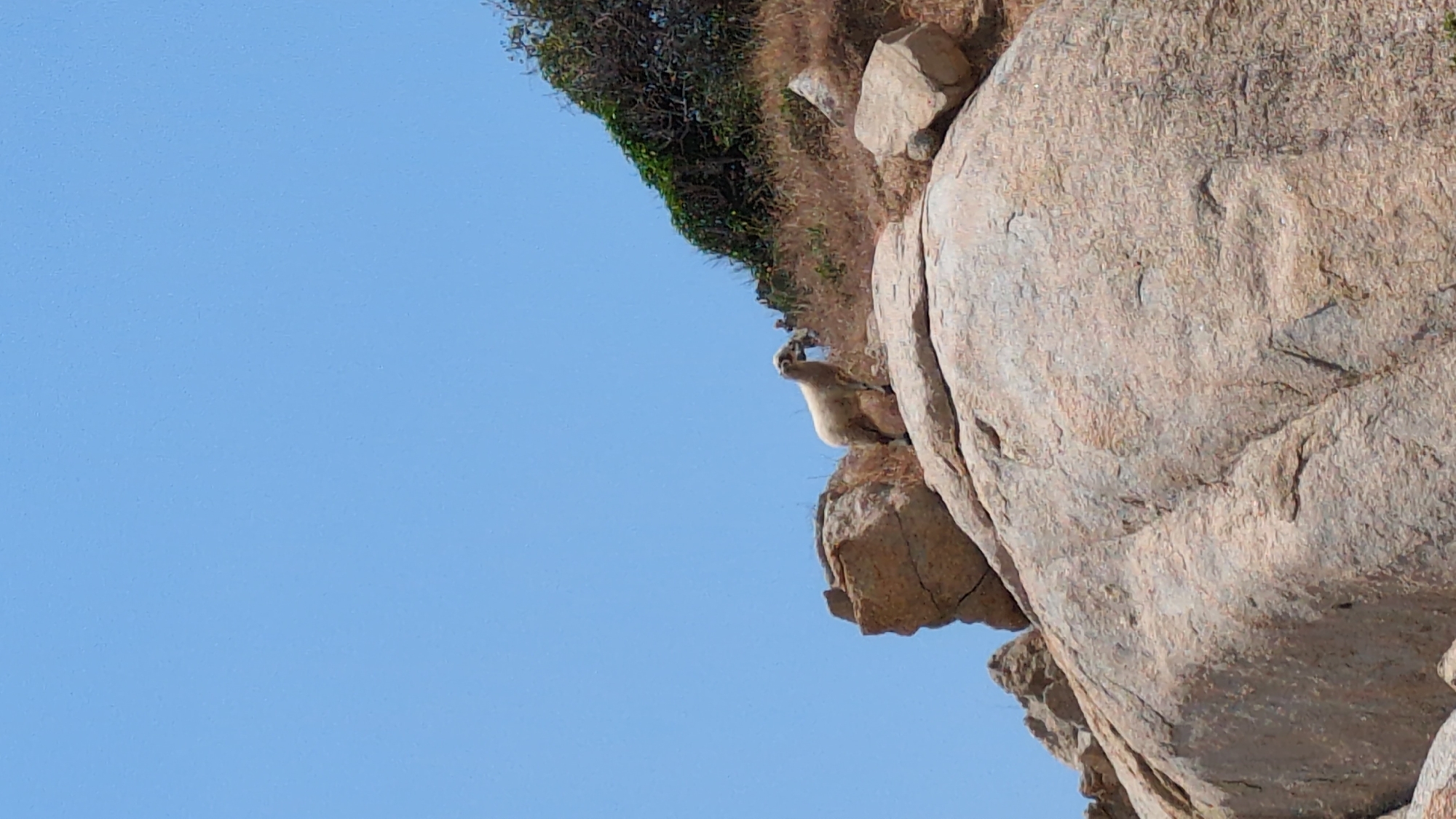 On a sunny day in Phuoc Dinh, Vietnam, a rock hyrax perches on a rocky cliff. The animal is pale brown and appears to be looking towards the open, blue sky. Green vegetation grows atop the cliff.
