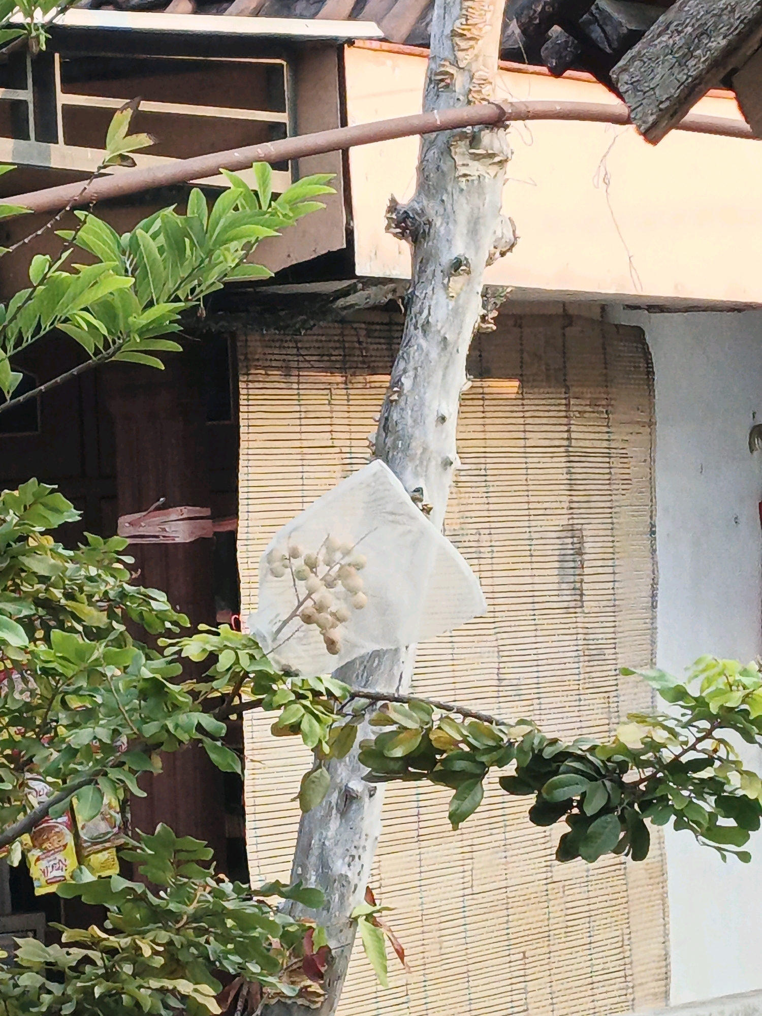 In Ketegan, Indonesia, a dried tree trunk stands vertically in the foreground, partially obscured by lush green foliage. A cluster of round, light-colored fruits, possibly longans, are bagged in a white cloth and suspended from the trunk. Behind the tree, a bamboo-slatted blind covers a window or opening. A building with a tiled roof and a wooden-framed window is visible in the background. The scene appears to be outdoors, likely in a residential area, given the presence of the building and the hanging fruit.