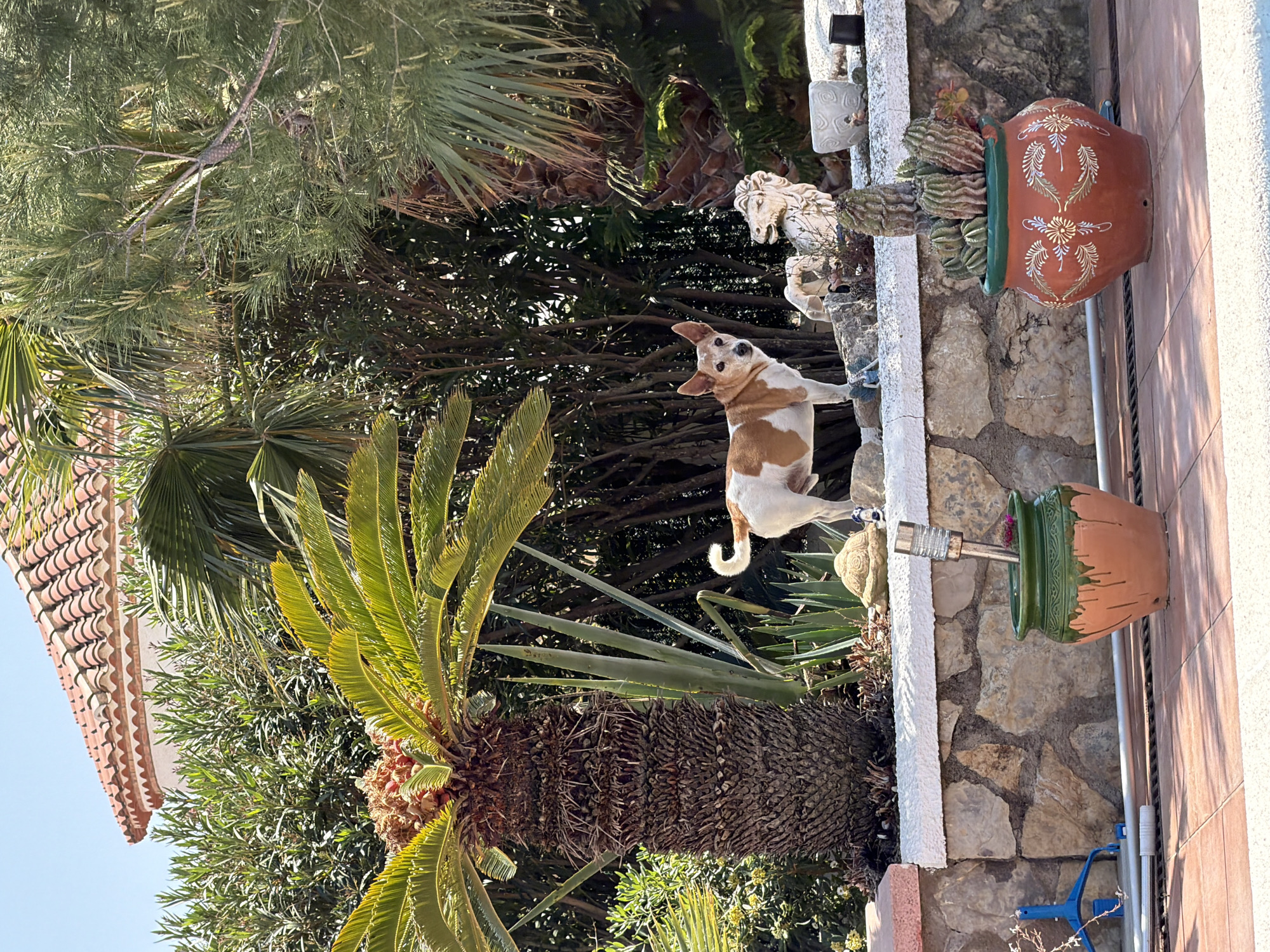 A medium shot depicts a tan and white dog poised on its hind legs against a stone wall, its front paws resting on the wall’s edge. The dog gazes upwards with its ears perked. Above the dog, a decorative stone horse sits on the wall. A terracotta pot adorned with painted designs containing a cactus is affixed to the wall to the right of the horse. A palm tree trunk is positioned to the left of the dog, with green foliage filling much of the background. A portion of a tiled roof is visible in the upper left. Another terracotta pot is below the first with a light fixture in it.
The location is Mont-roig del Camp, Spain.