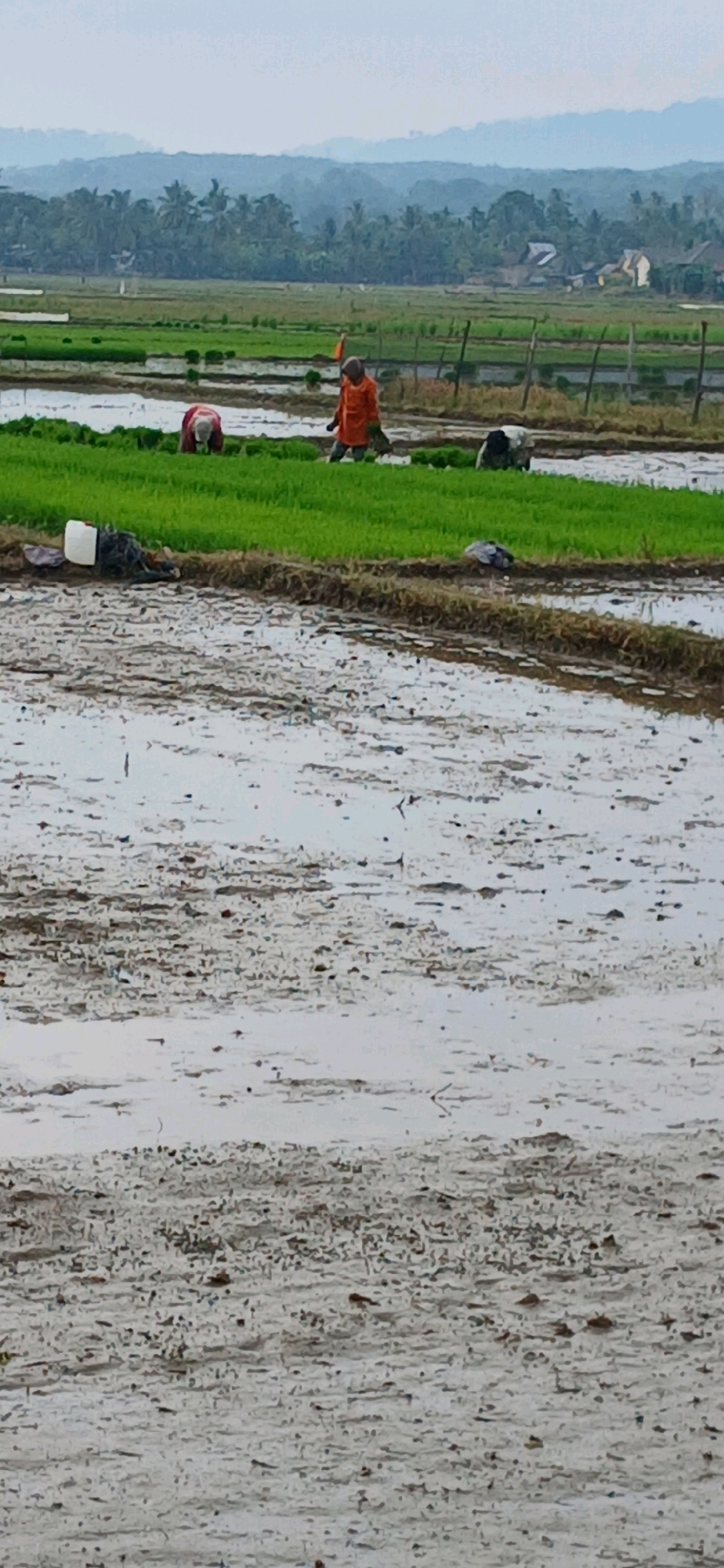 The image depicts a paddy field in Glumpangpayong, Indonesia, with several farmers actively engaged in planting rice seedlings. The foreground shows a muddy, waterlogged area of the field, indicative of cultivation. In the midground, two farmers are visible. One, wearing an orange garment, is bent over, planting seedlings. Another farmer, partially obscured, is also working in the field. A white bucket is placed on the edge of the green seedling bed. The background reveals more cultivated fields, a line of wooden posts, and a dense green landscape of trees and vegetation, with hills in the distance. The sky is overcast, suggesting a cloudy or misty day.
