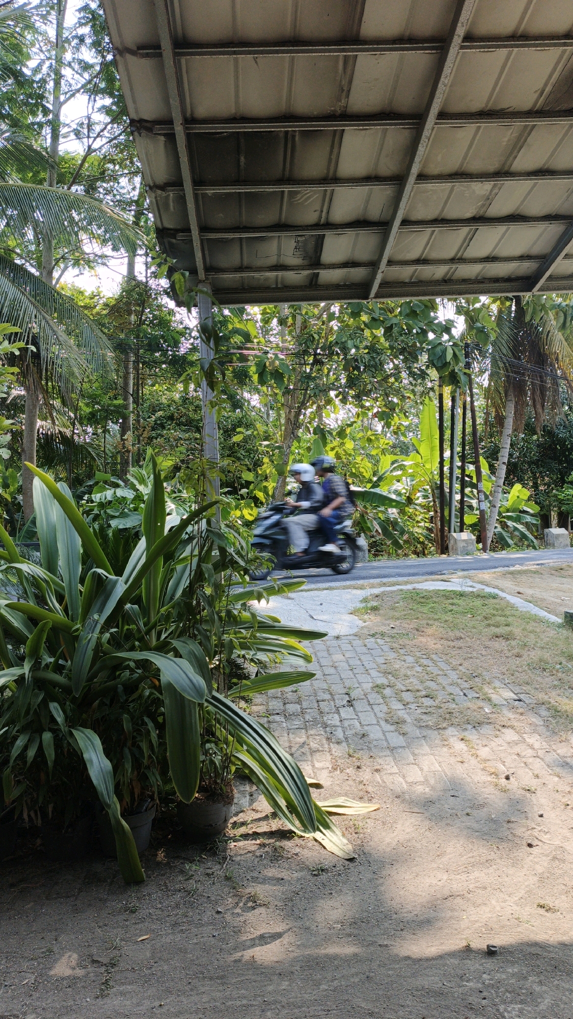 The image shows a view from under a corrugated metal roof overhang. In the midground, two people on a motorcycle are moving from left to right, their figures blurred due to motion. The motorcycle is dark colored. The individuals are wearing helmets, one white and one dark blue. They are traveling on a paved road that curves to the right. The environment is lush and green, with abundant tropical vegetation including palm trees and broad-leafed plants. In the foreground, large green plants in pots are visible, with a cobblestone path extending to the right. The ground is a mix of dirt and scattered debris. The scene appears to be in a rural or semi-rural area with a naturalistic setting. The location is stated to be Cintaratu, Indonesia.