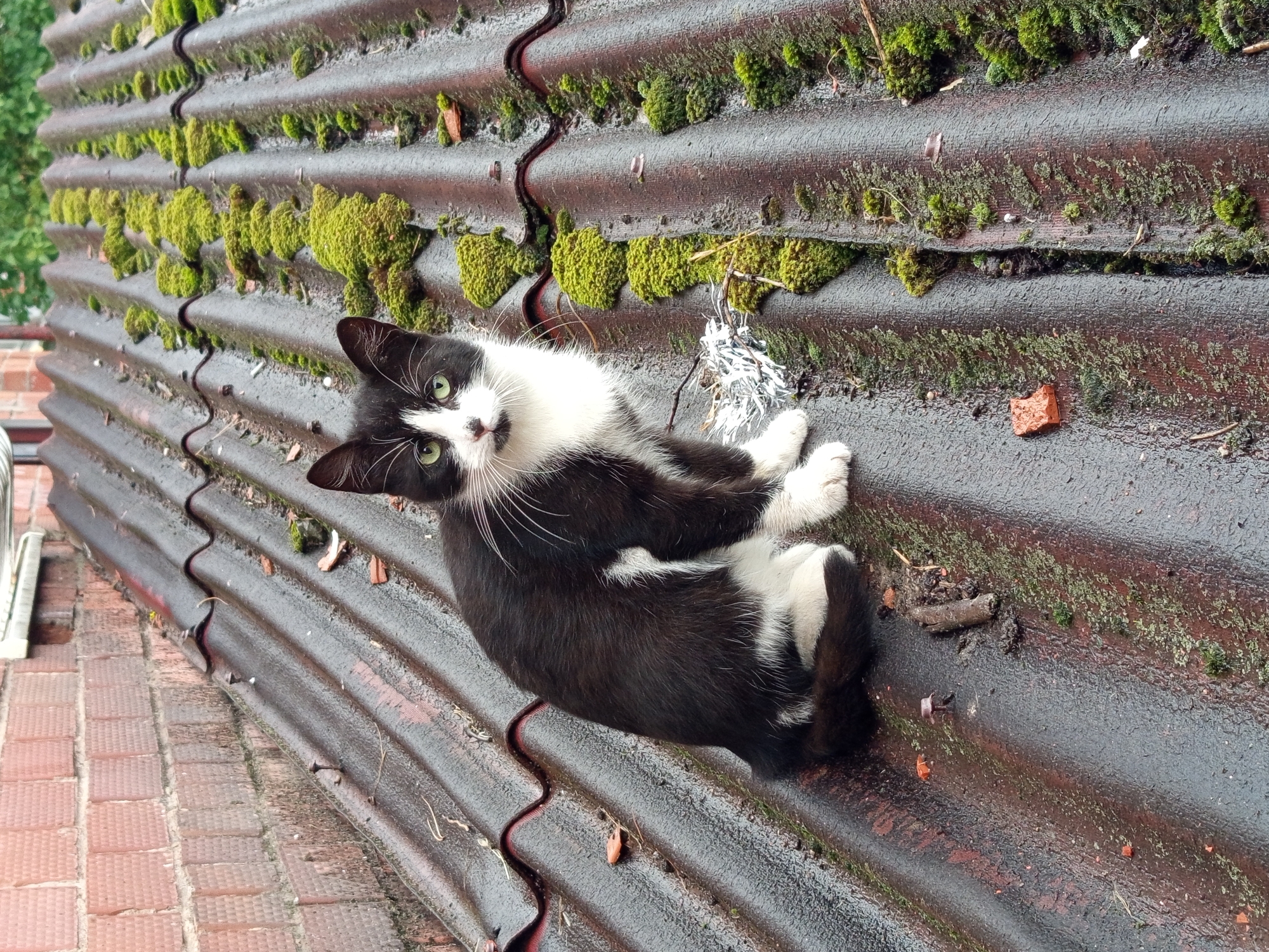 A black and white cat with green eyes sits on a weathered, moss-covered corrugated roof in Gdov, Russia. The roof tiles are dark and wet, with patches of vibrant green moss growing in the valleys between the corrugations. Small pieces of debris, including a red brick fragment and twigs, are scattered across the roof. A brick wall is visible in the background to the left. The cat is positioned in the center of the frame, looking directly at the camera.
