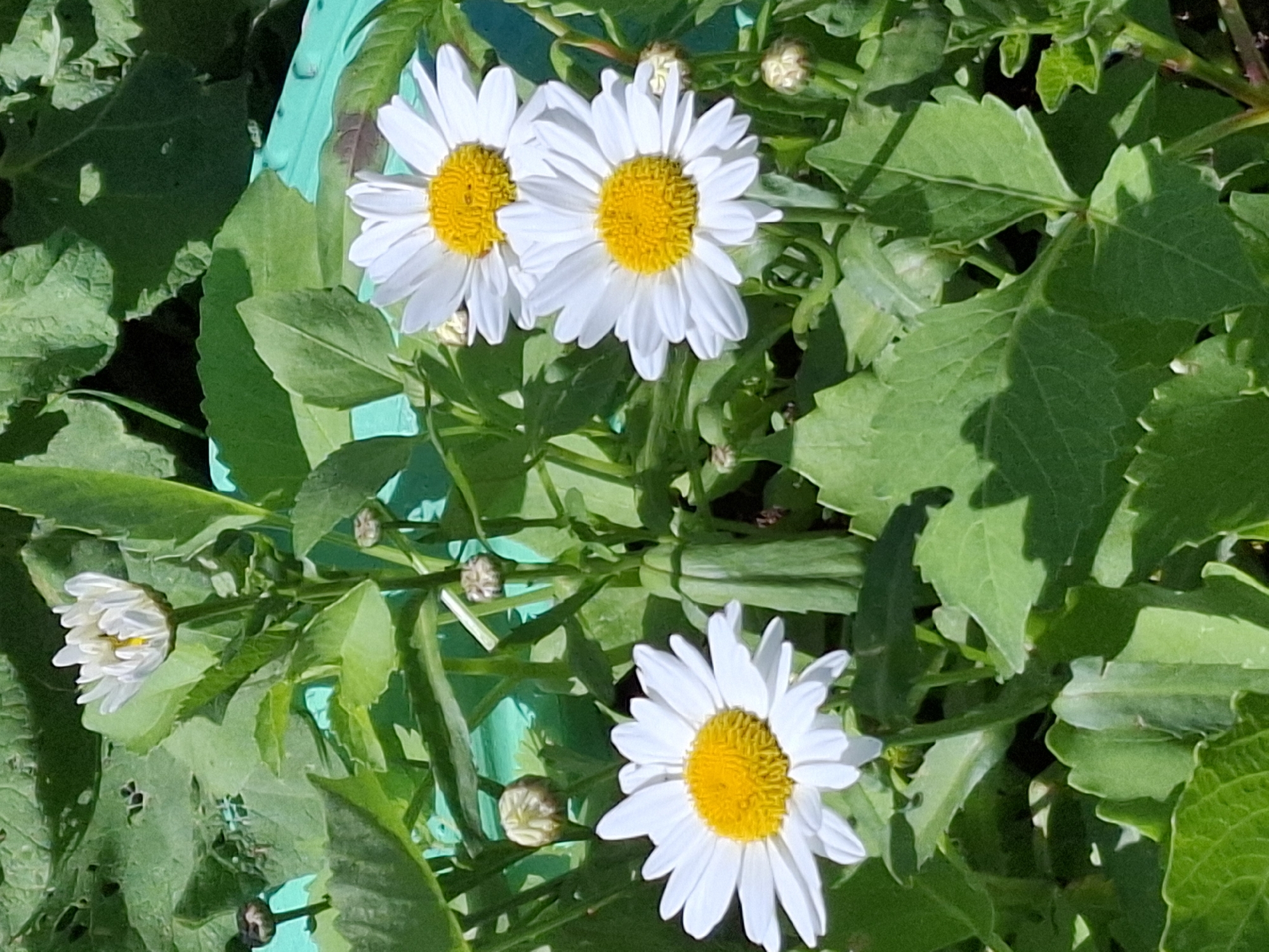 The image shows a close-up view of several white daisies with yellow centers, some in full bloom and others as buds. The flowers are surrounded by lush green foliage. A teal-colored object, possibly a planter or container, is visible in the background and to the right. The lighting suggests it is a sunny day. The location is not discernible from the image.