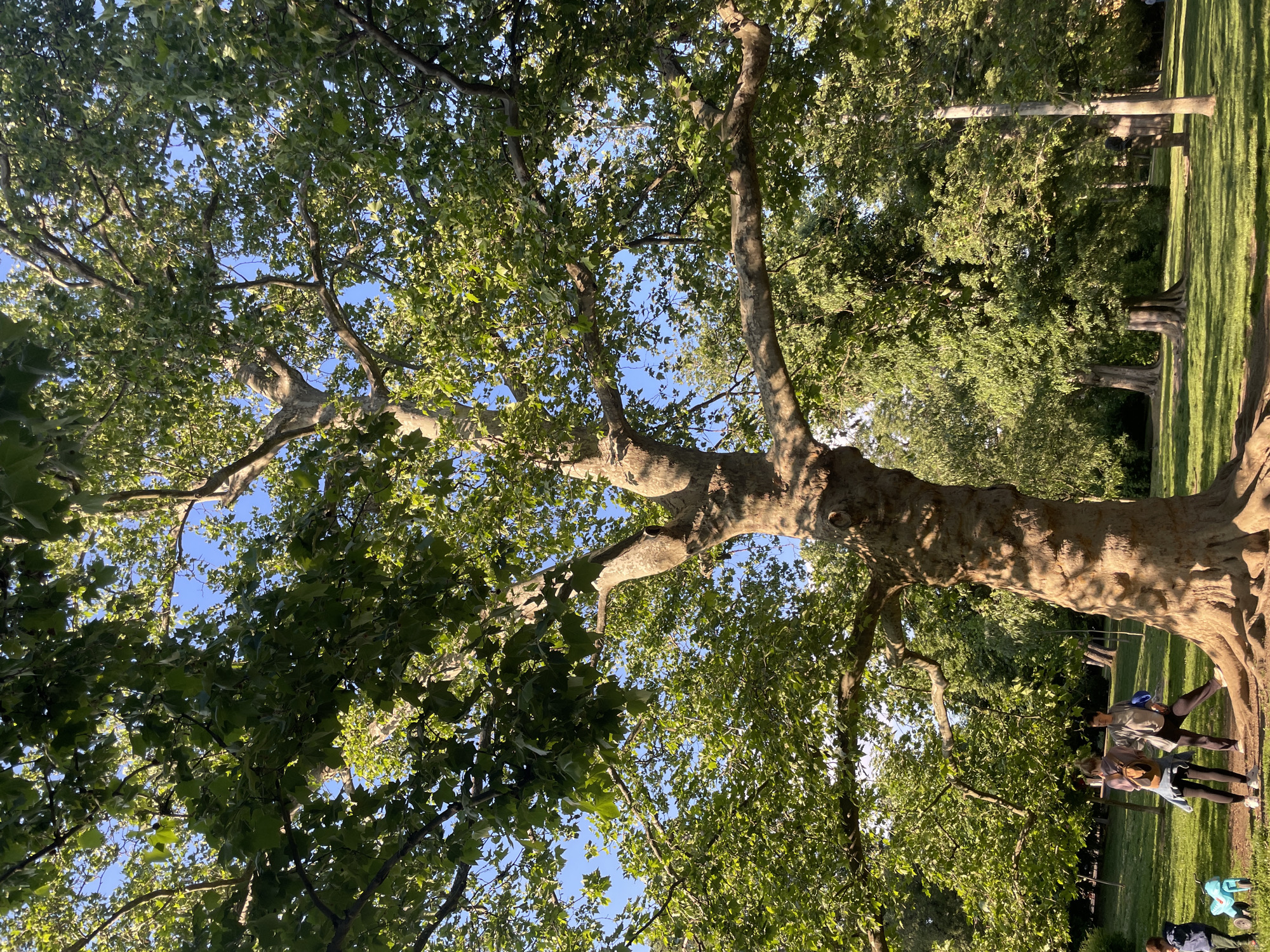 The image is a ground-level shot of a large tree in a park on a sunny day. The tree has a thick trunk and branches with green leaves, partially obscuring a blue sky. At the base of the tree, two people stand, possibly conversing. Grass and other trees are visible in the background. It is likely this is the large plane tree in Novi Sad, Serbia, as plane trees are common in parks and the size and texture of the tree's bark are consistent with that species.