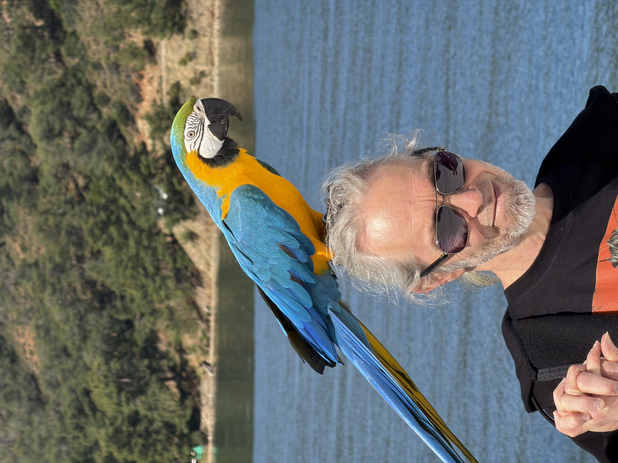 A photo, rotated ninety degrees counter-clockwise, shows a man with a blue-and-gold macaw perched on his shoulder. The background suggests an outdoor setting in Fethiye, Turkey, with water and hillside vegetation visible.
The man is Caucasian, with gray hair and a gray beard. He is wearing sunglasses. He wears a black hooded sweatshirt. His hands are clasped.
The macaw is predominantly blue and gold, with a black beak and white facial markings. The bird is positioned on the man's left shoulder, facing away from the viewer.
The background features a body of water, possibly the Mediterranean Sea, and a hillside covered with green vegetation. The scene suggests a sunny day in a natural or semi-natural environment.