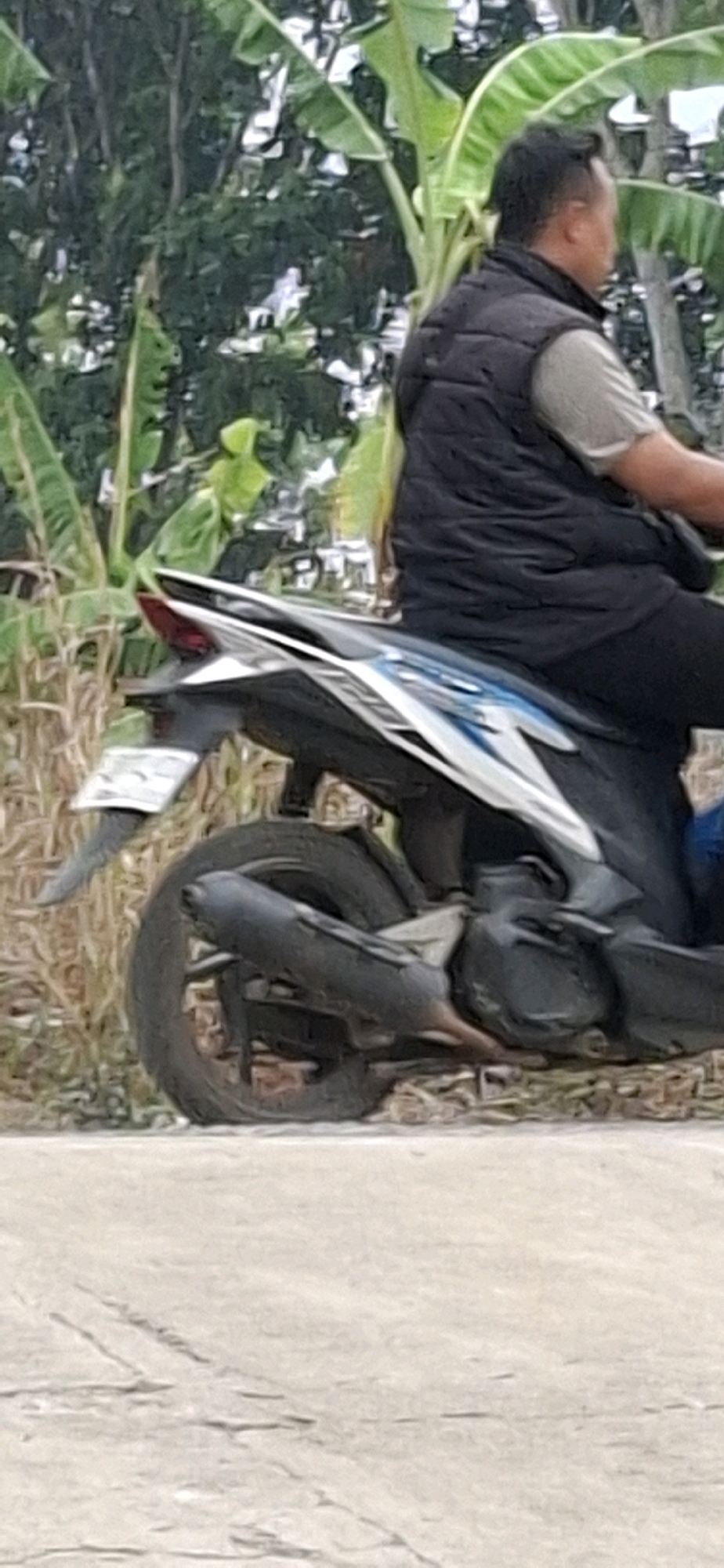 In Cibinong Hilir, Indonesia, a person is seen riding a black and white motorcycle. The person is wearing a dark vest over a light-colored t-shirt and dark pants. The motorcycle has a license plate, a prominent exhaust pipe, and a rear fender. The scene is outdoors, with lush green banana plants visible in the background, suggesting a tropical environment. The ground in the foreground appears to be a paved surface.